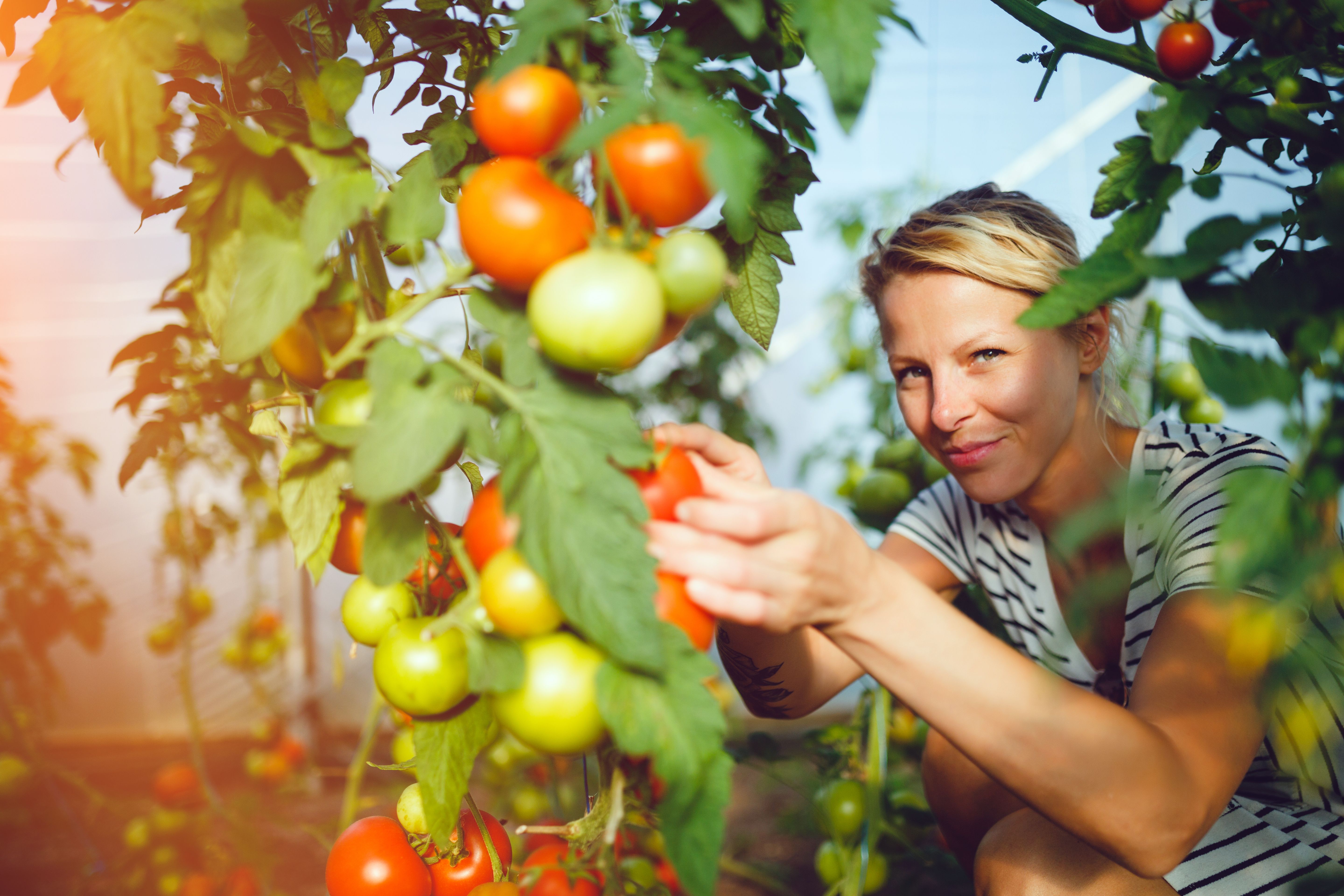 summer vegetables