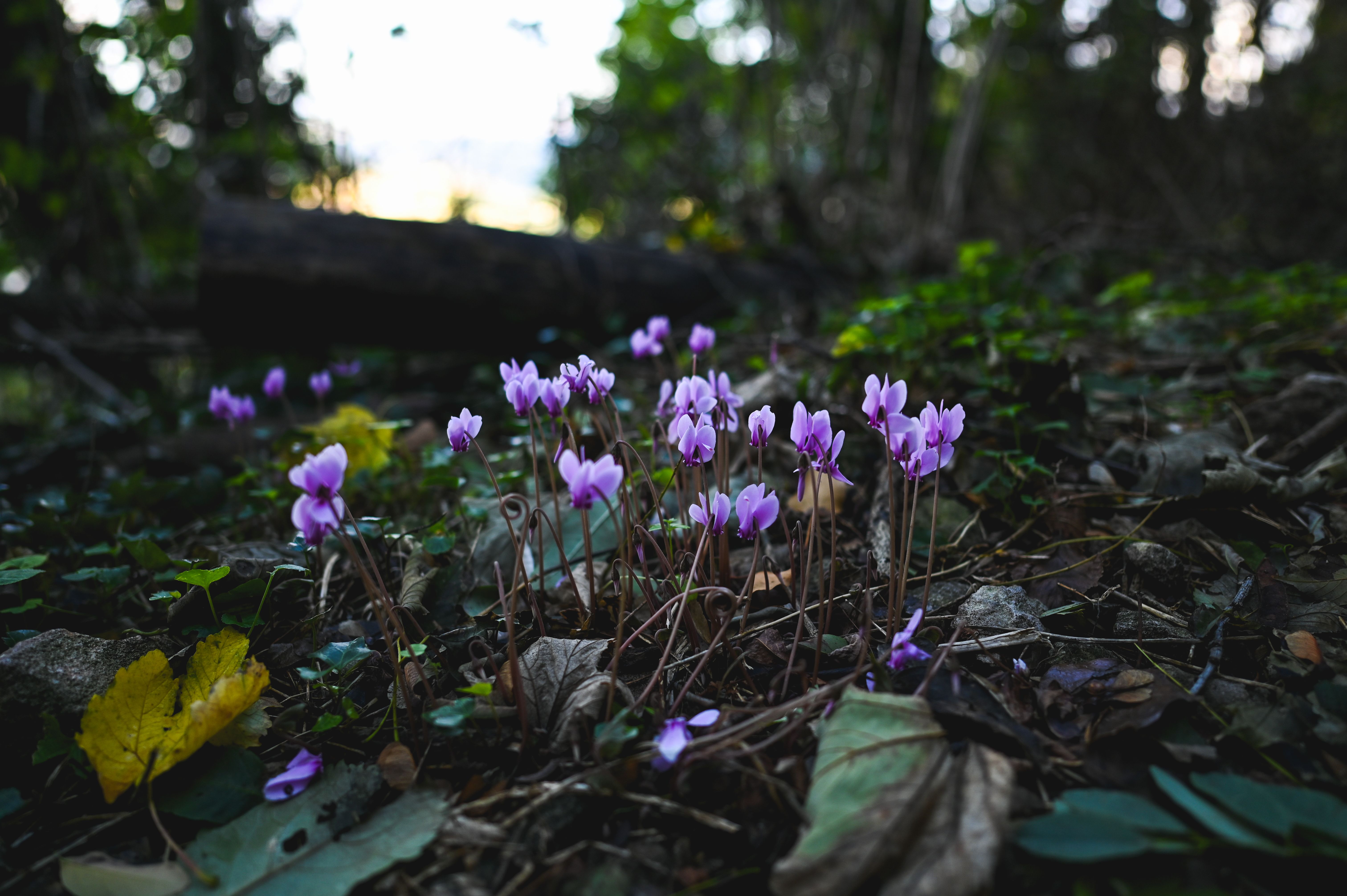 vista angolare bassa dei fiori di ciclamino cresce nei boschi. vista angolare bassa dei fiori di ciclamino cresce nei boschi.