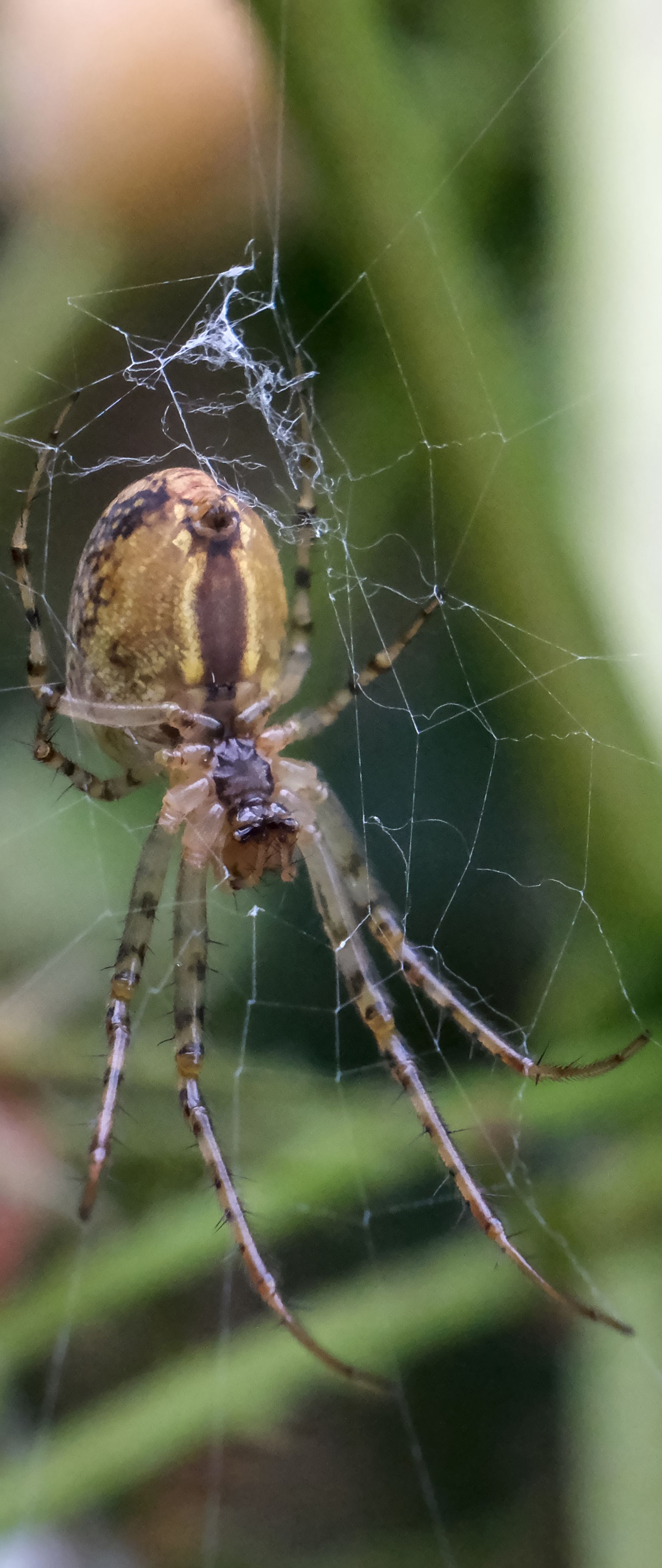 halloween phone case