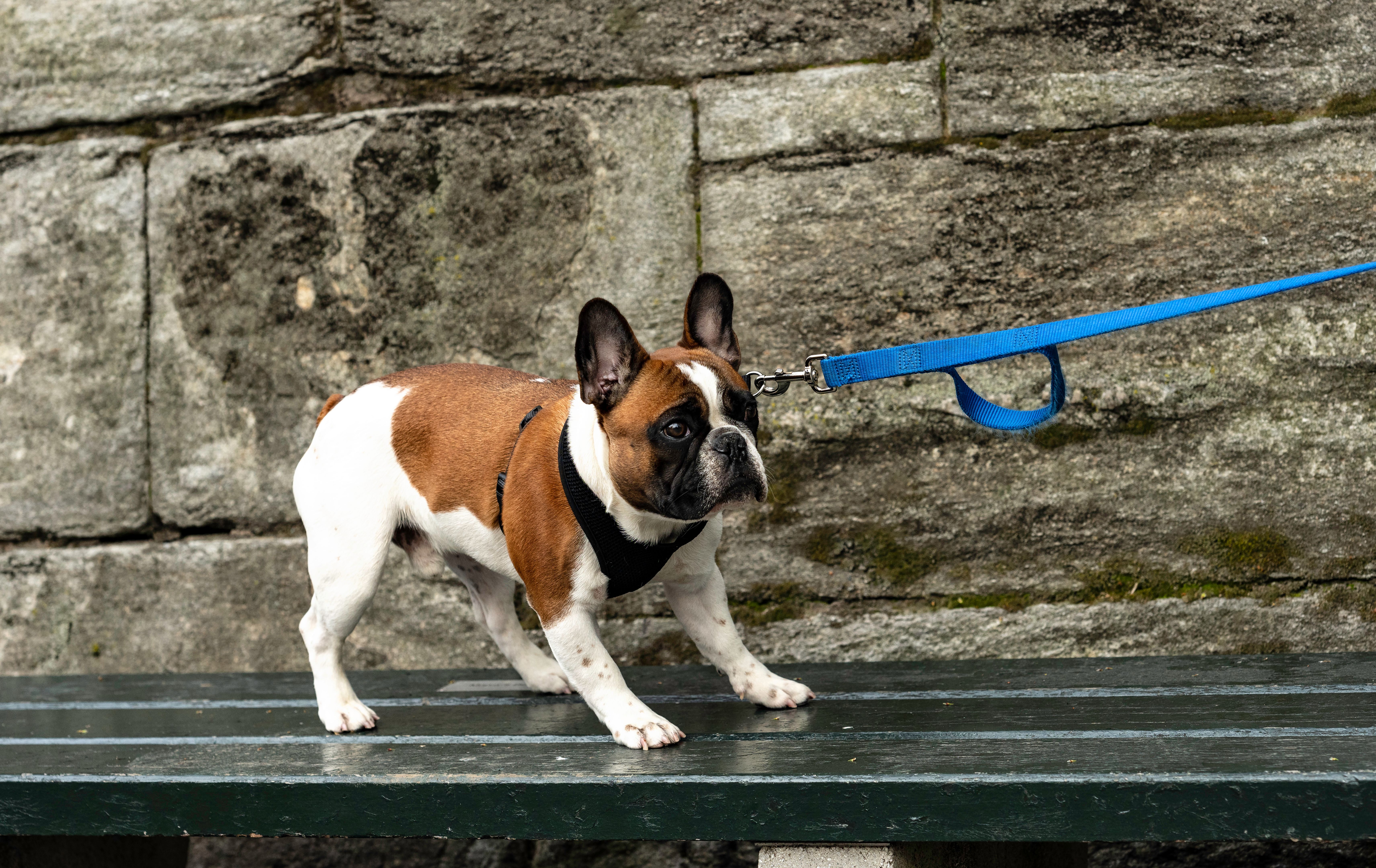 French Bulldog on Park Bench Resisting Owner French Bulldog on Park Bench Resisting Owner