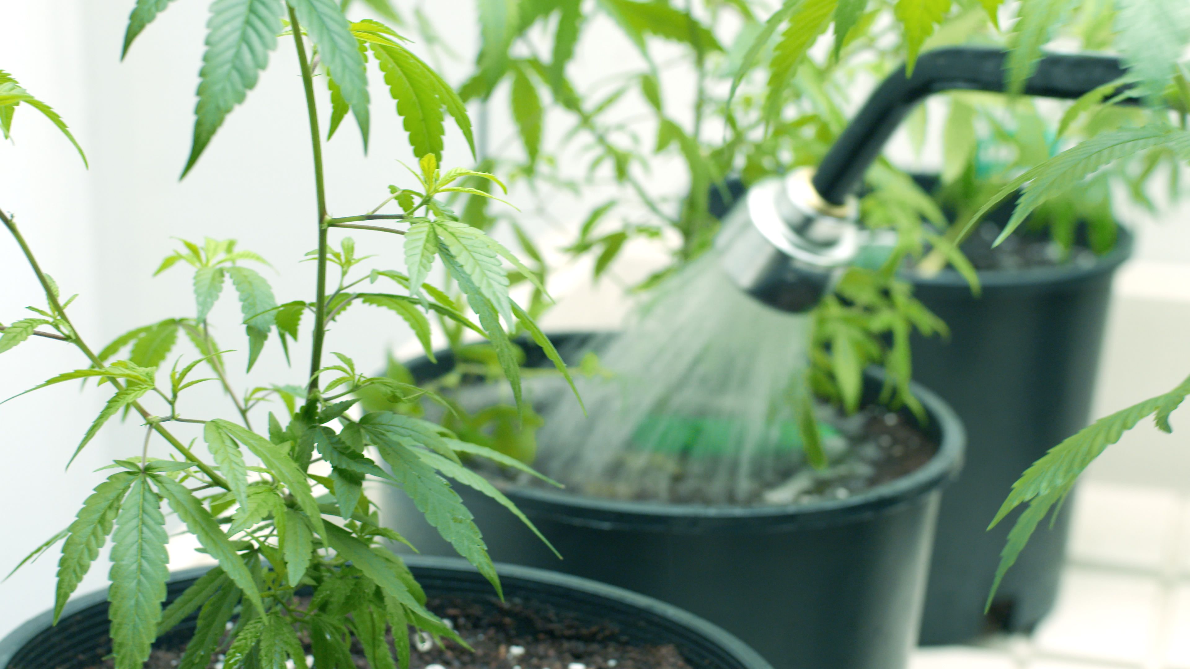 watering cannabis plants