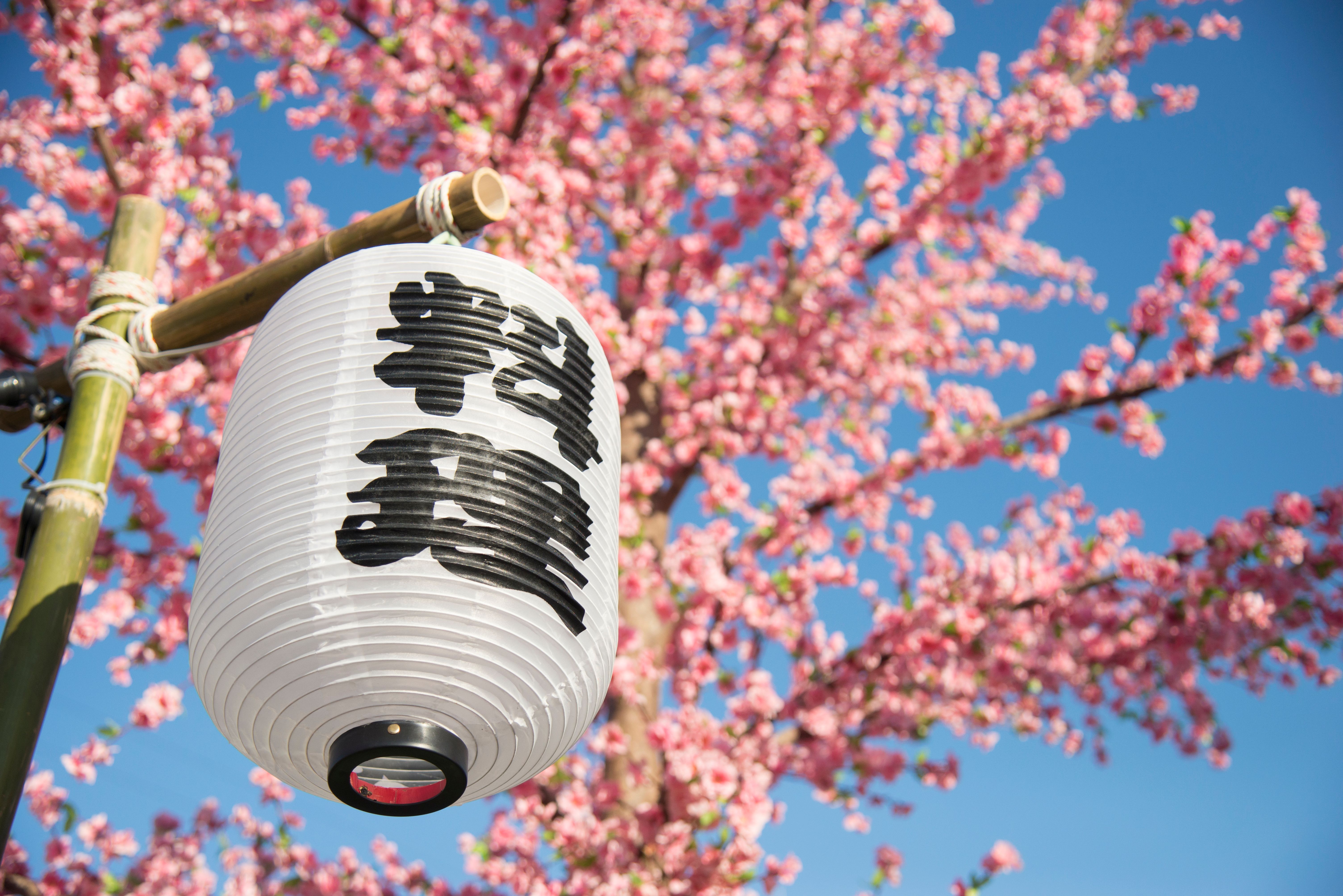 japan cherry blossom etiquette