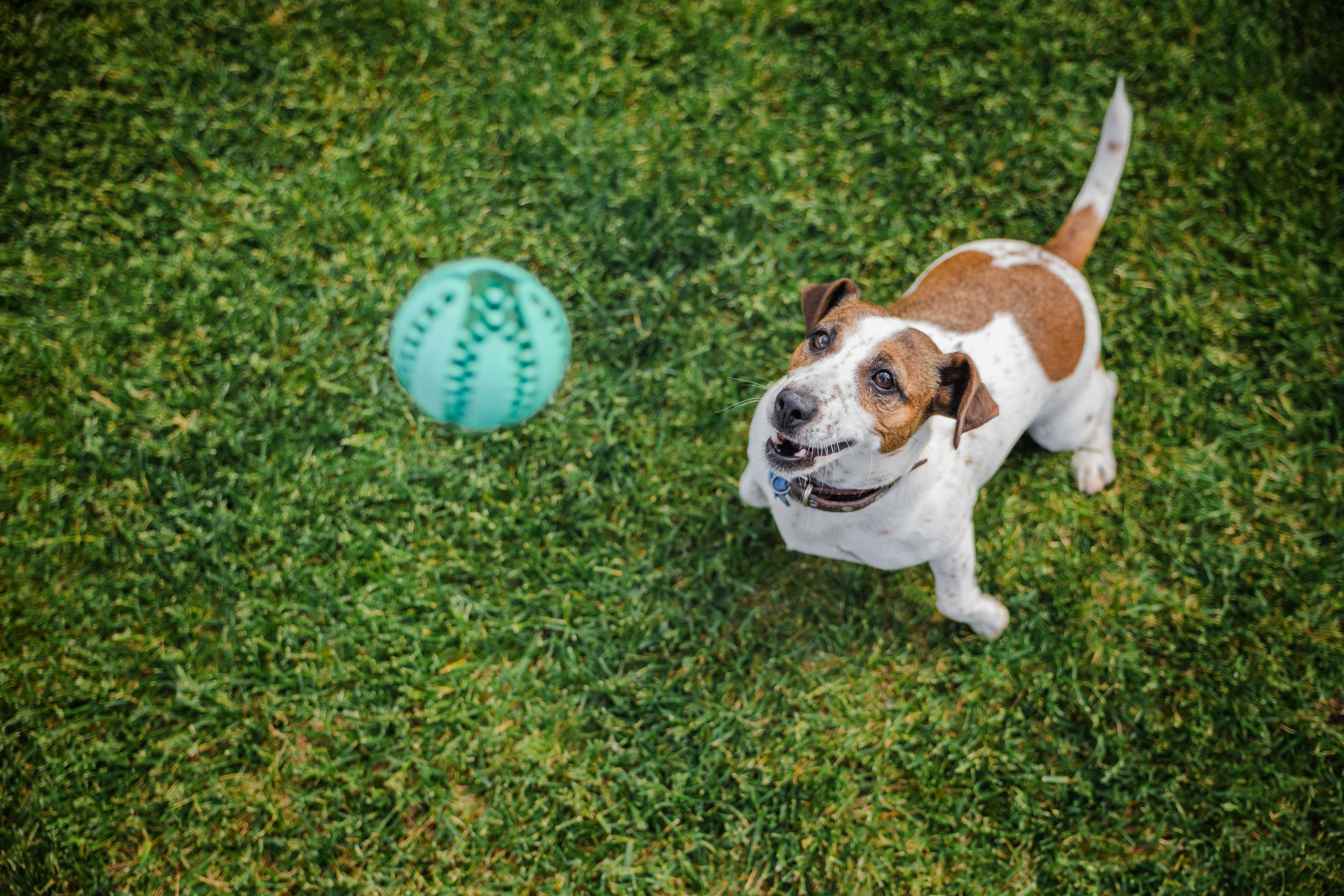 Excited Jack Russell Terrier stares eagerly at a bouncing green ball during a playful moment on the grass