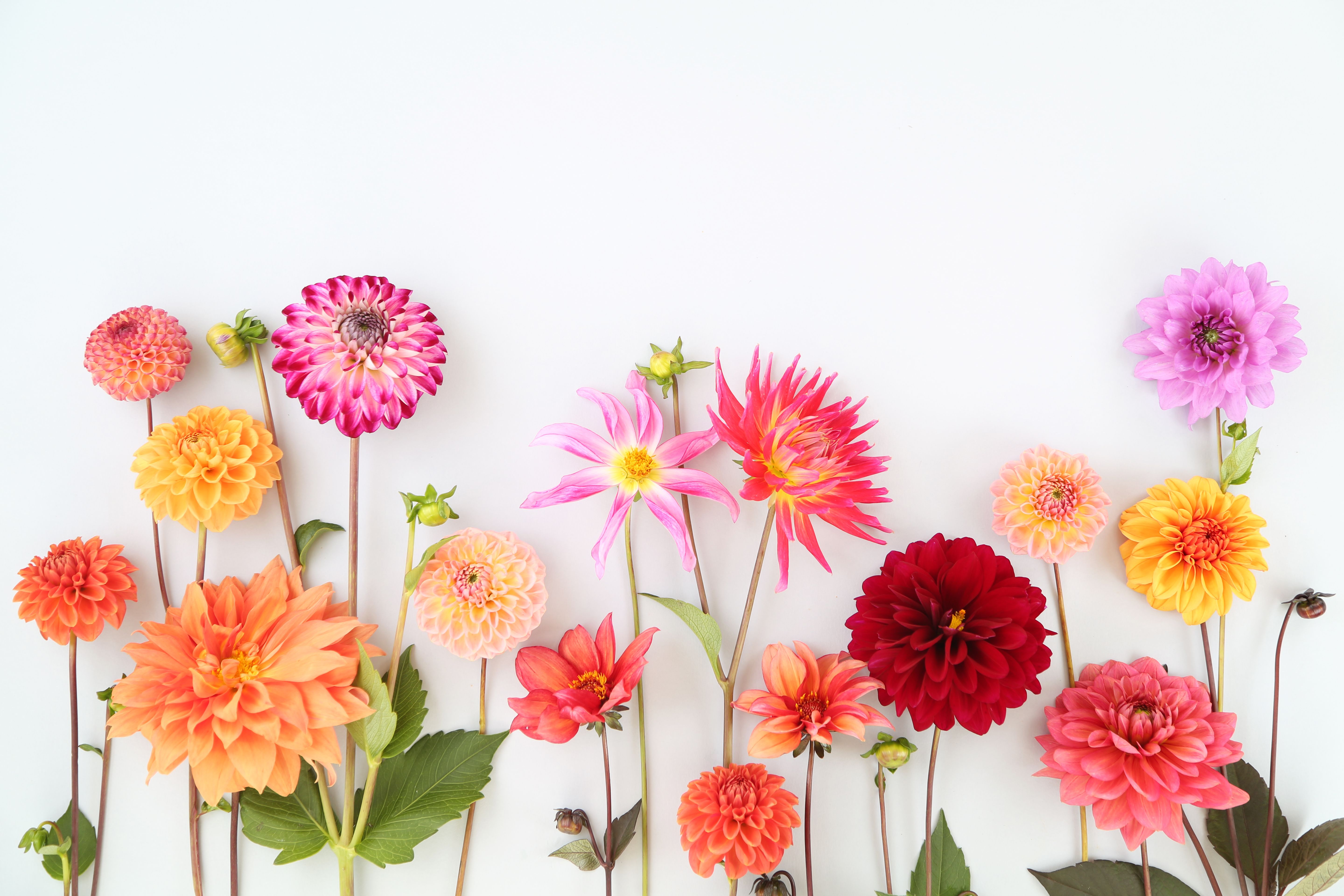 fresh flowers arrangement
