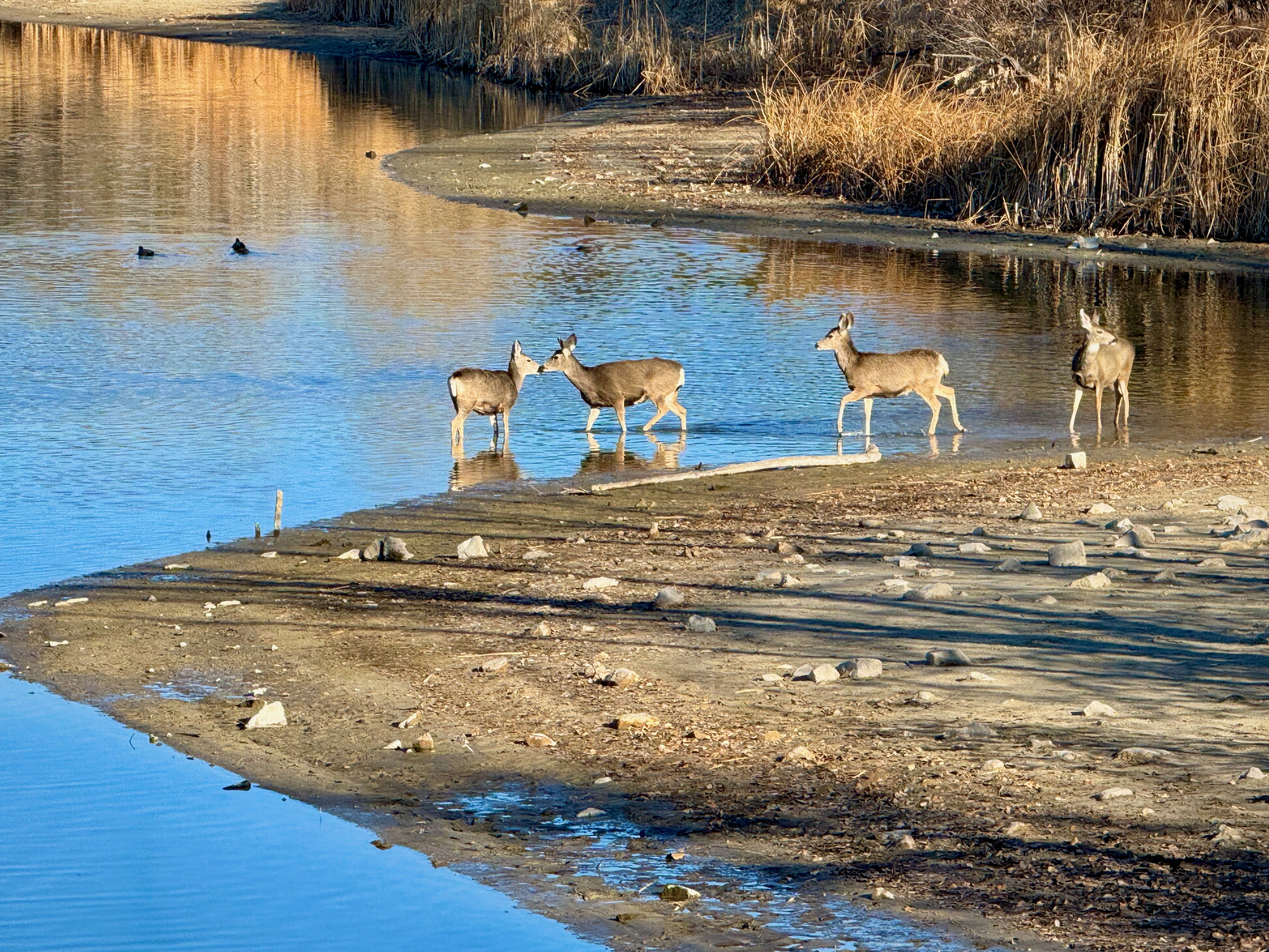 middle creek wildlife