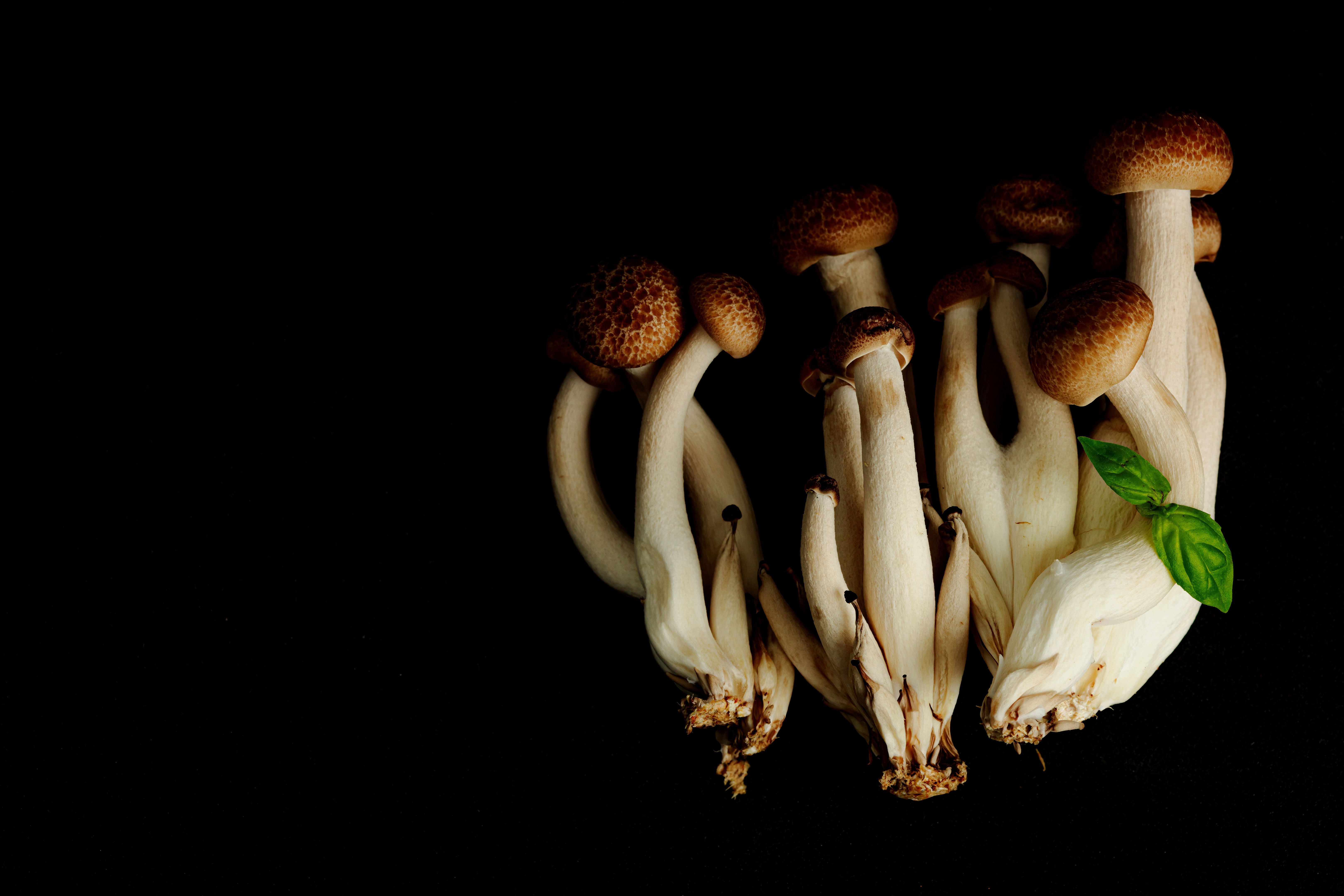 fungi cultivation workshop