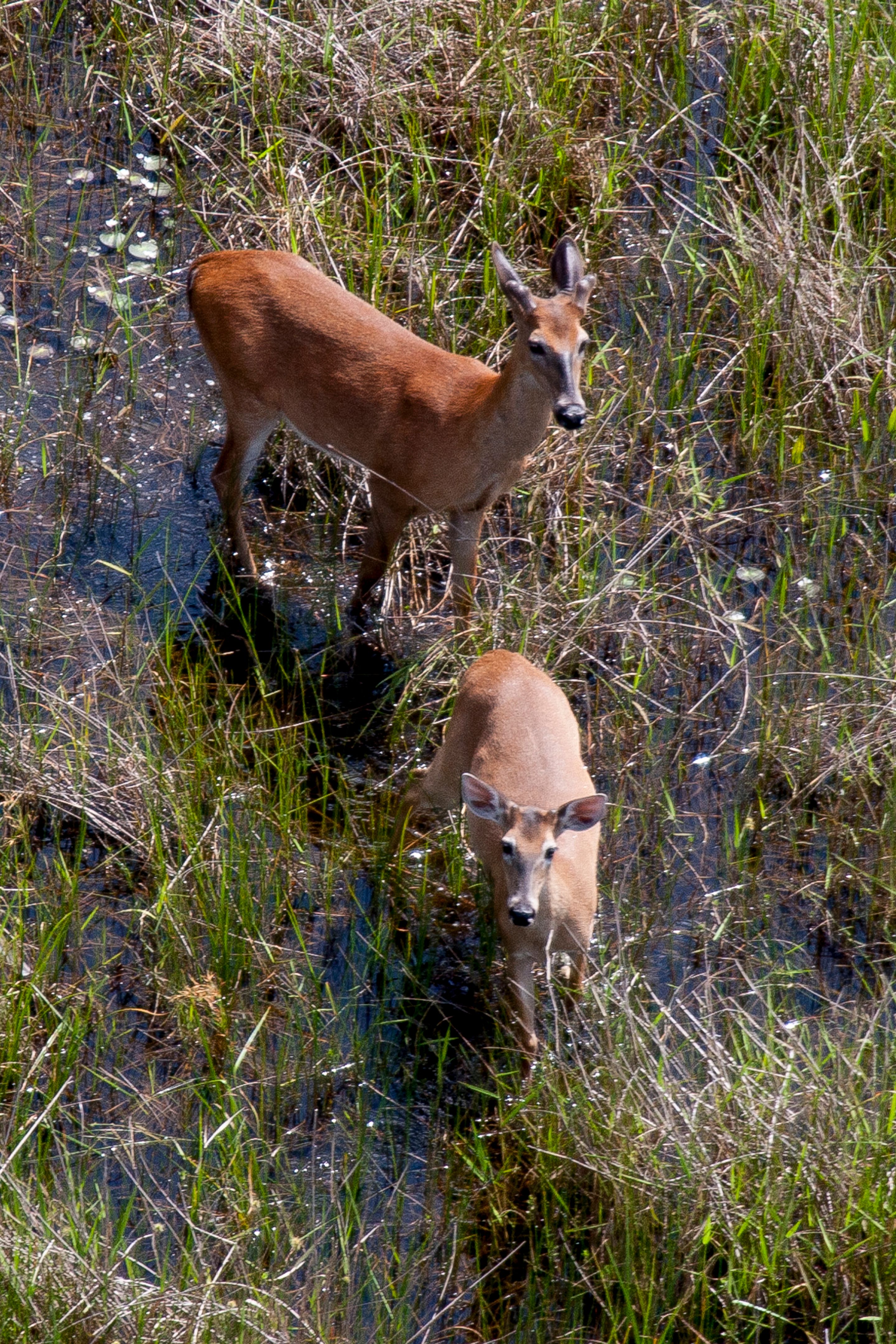 Antenne des Whitetail Deer Antenne des Whitetail Deer
