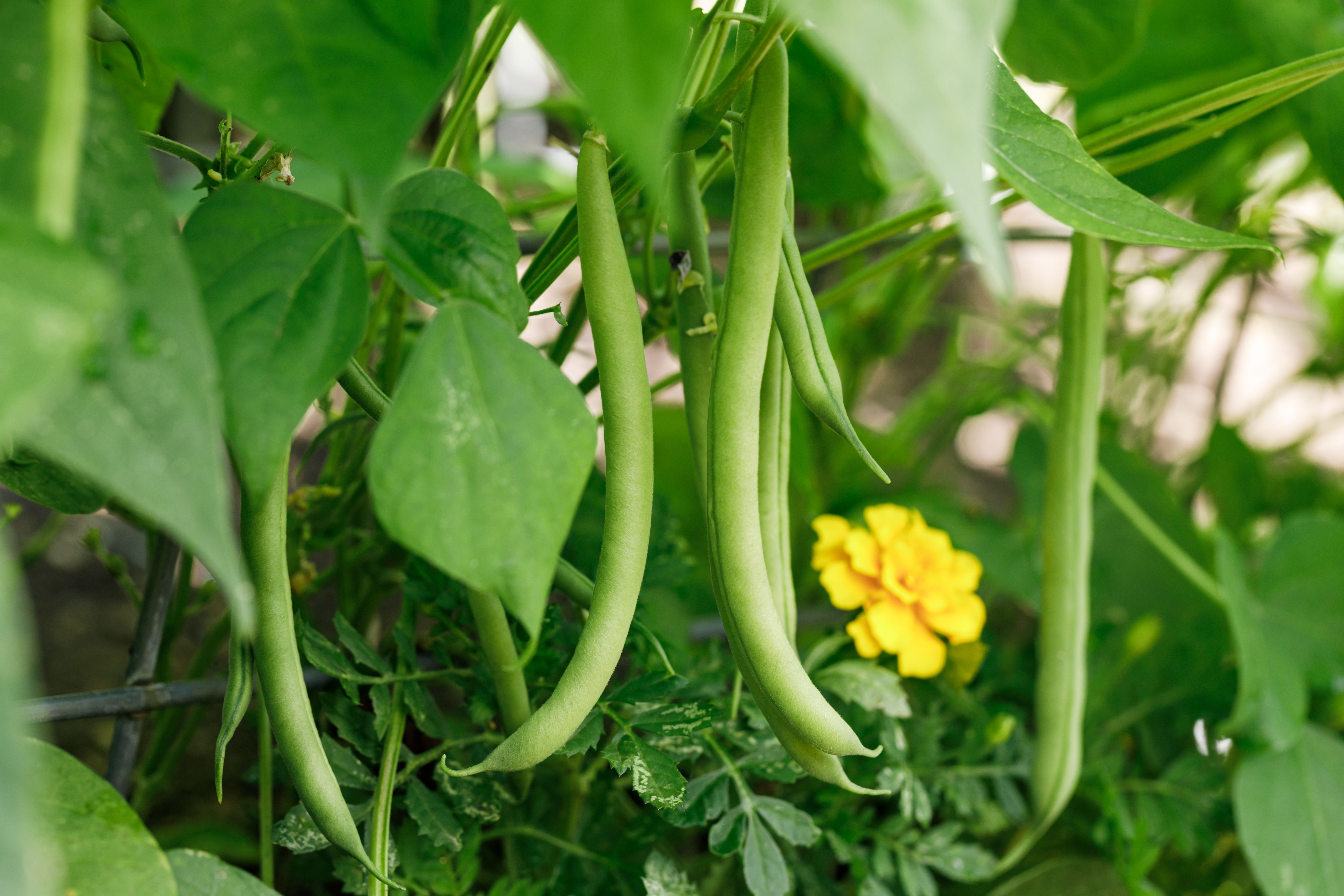 garden plants