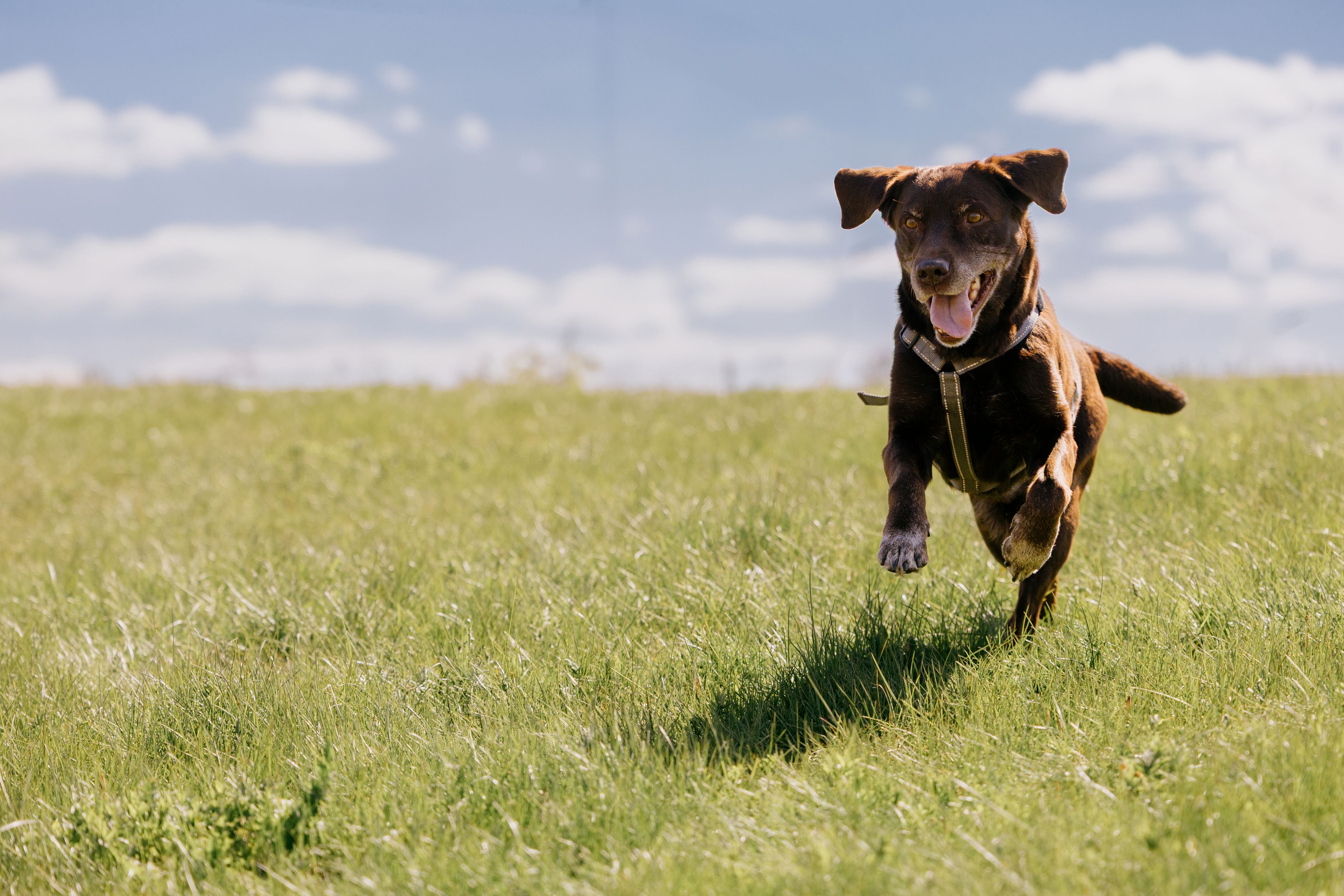 healthy labrador running