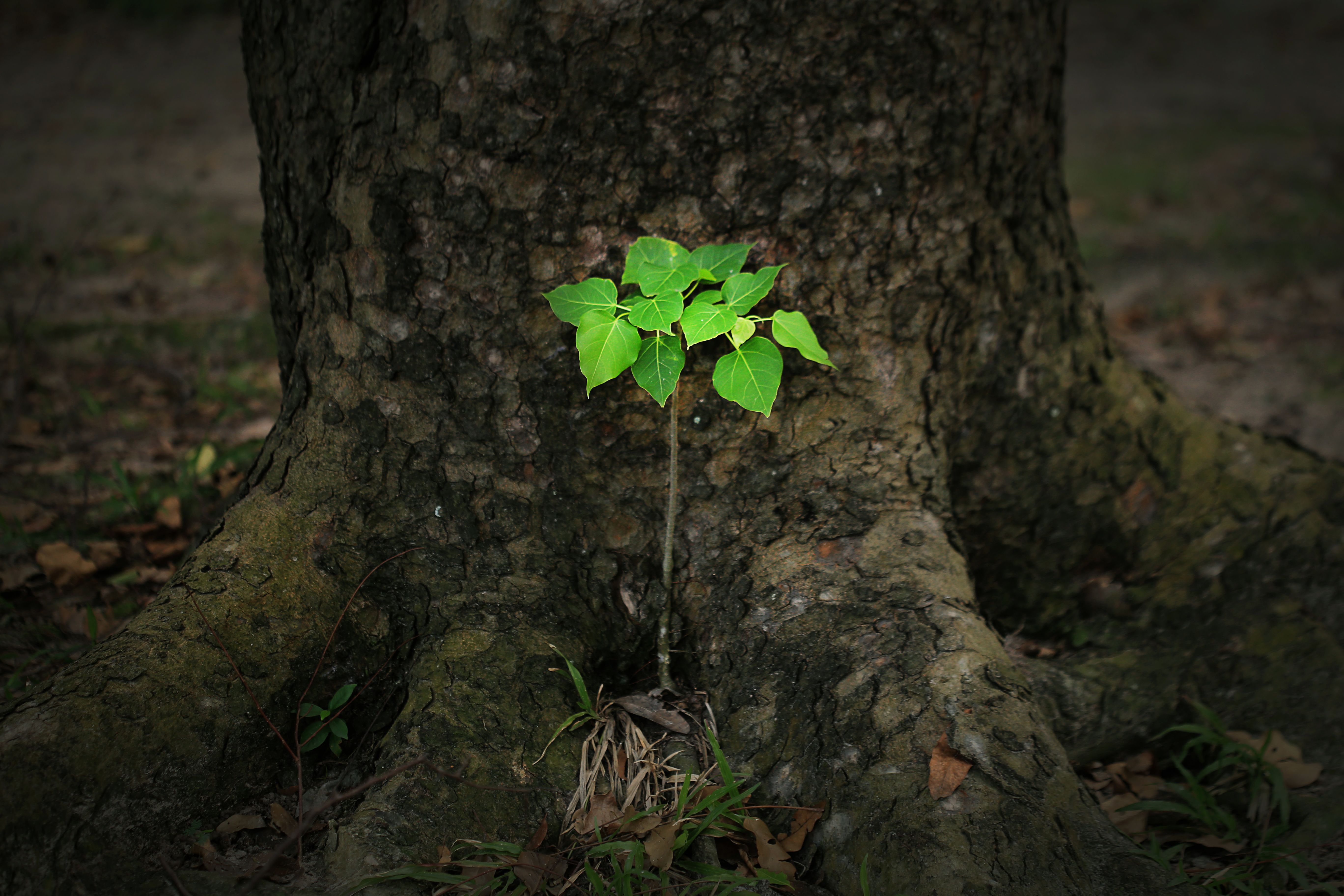 young tree care