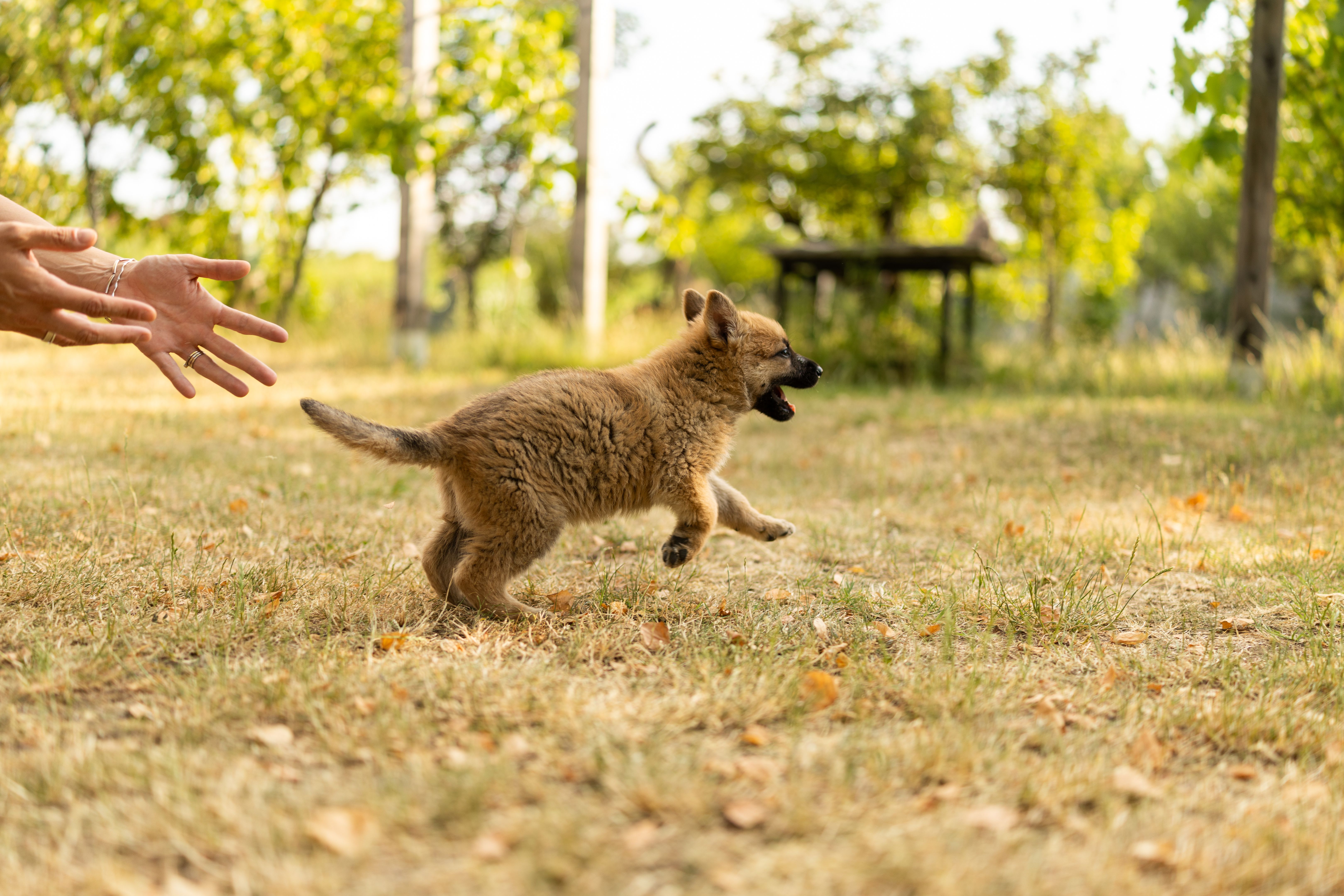 puppy training outdoors