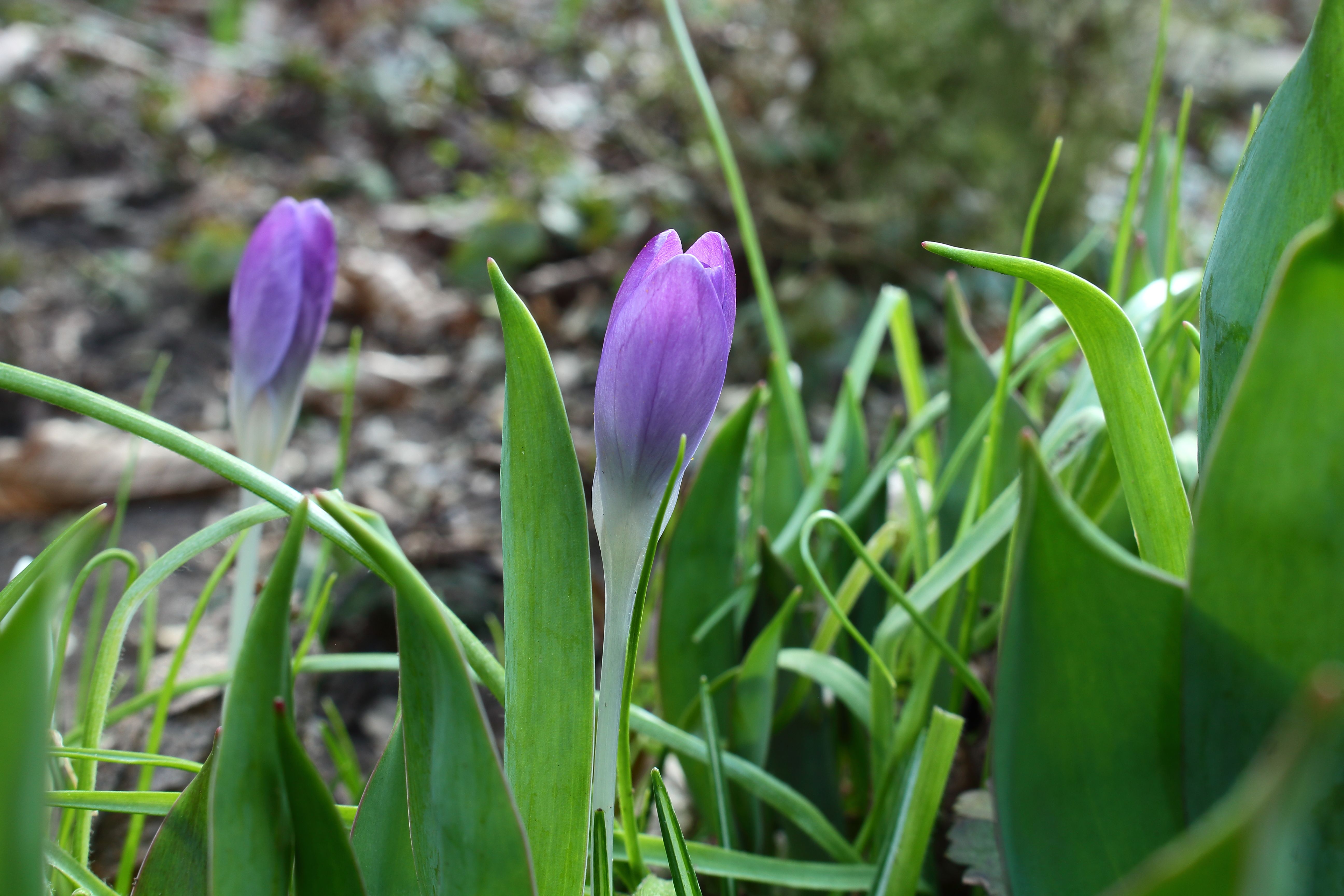 landschaft komposition