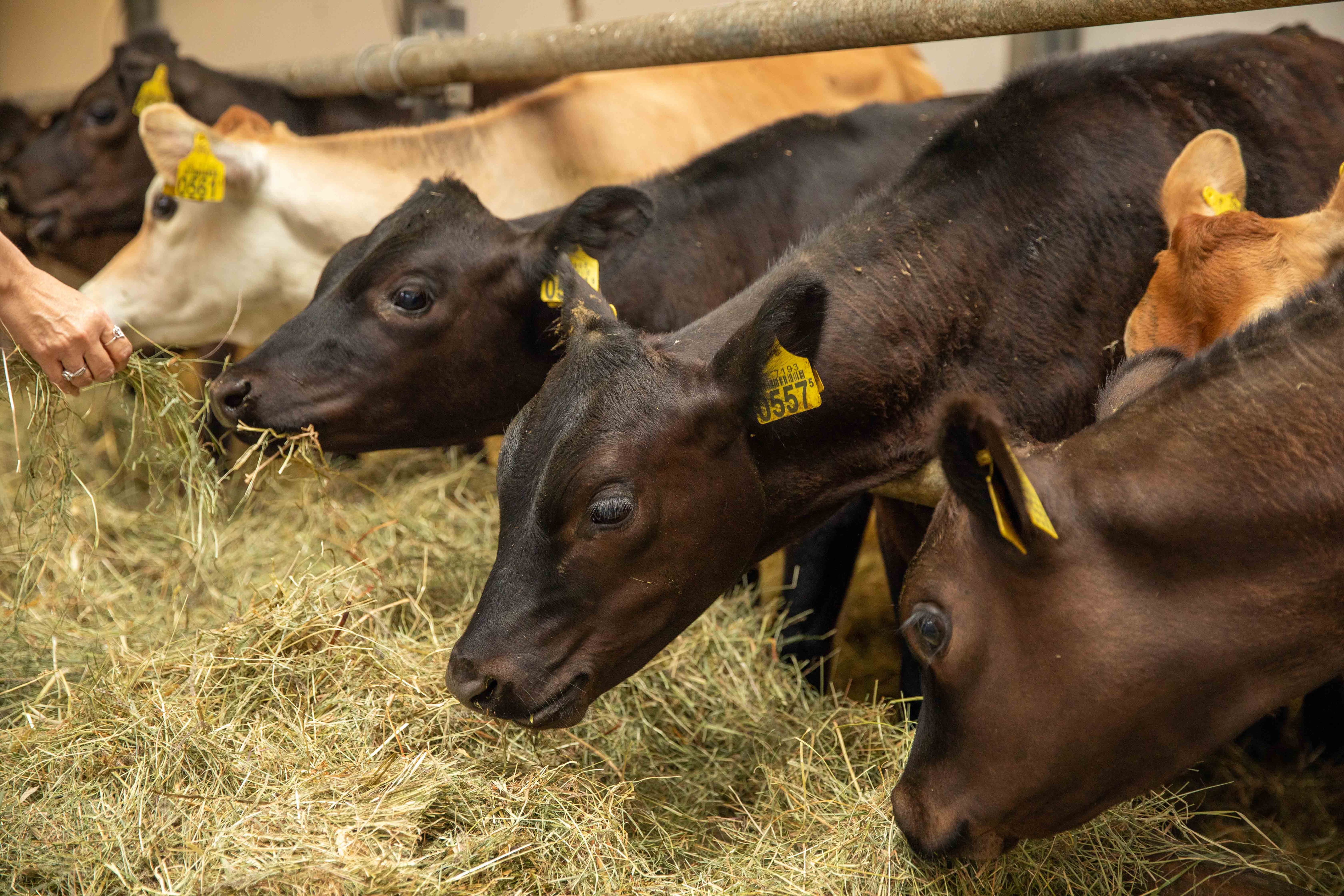 Cows eating hay indoors