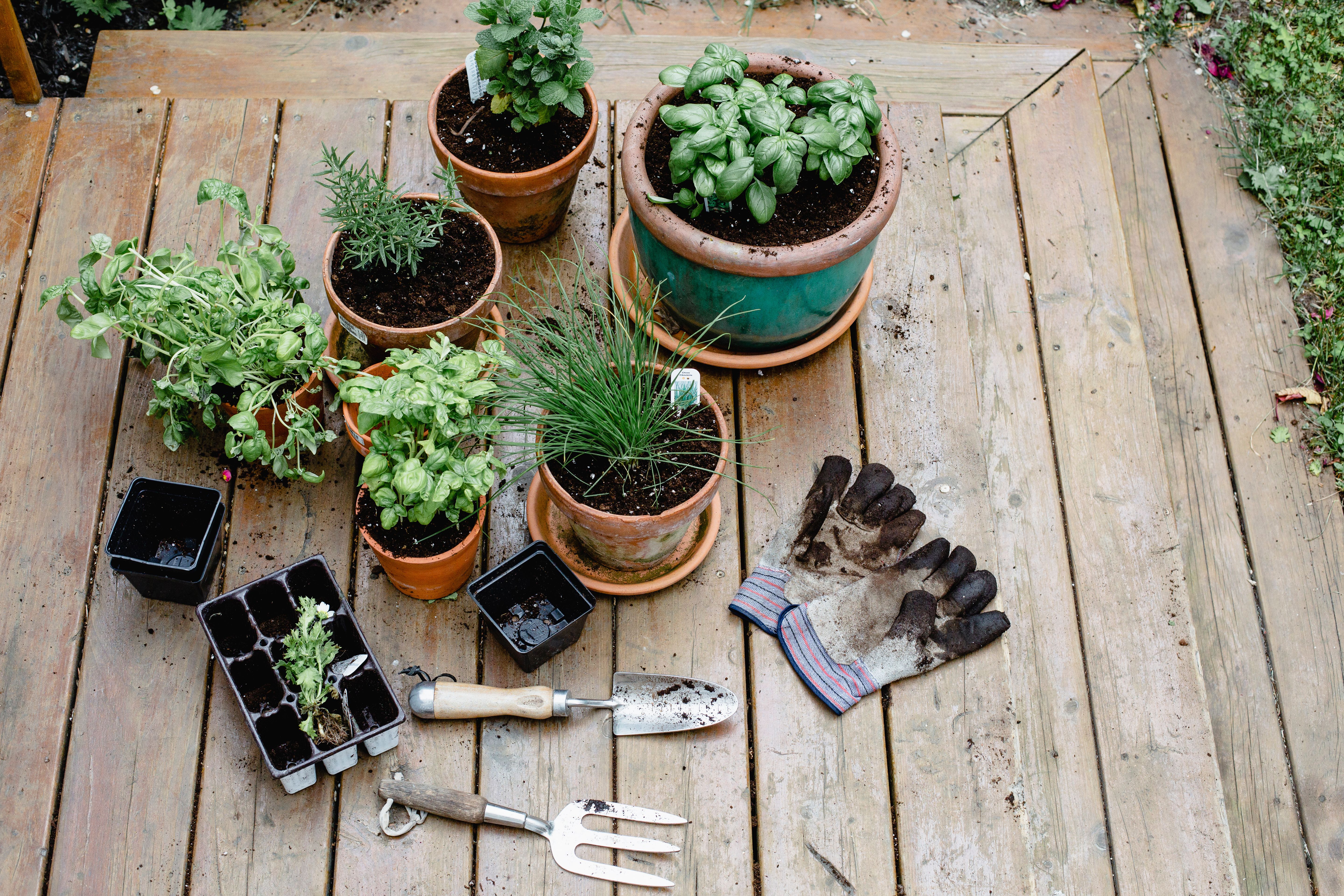 garden planting