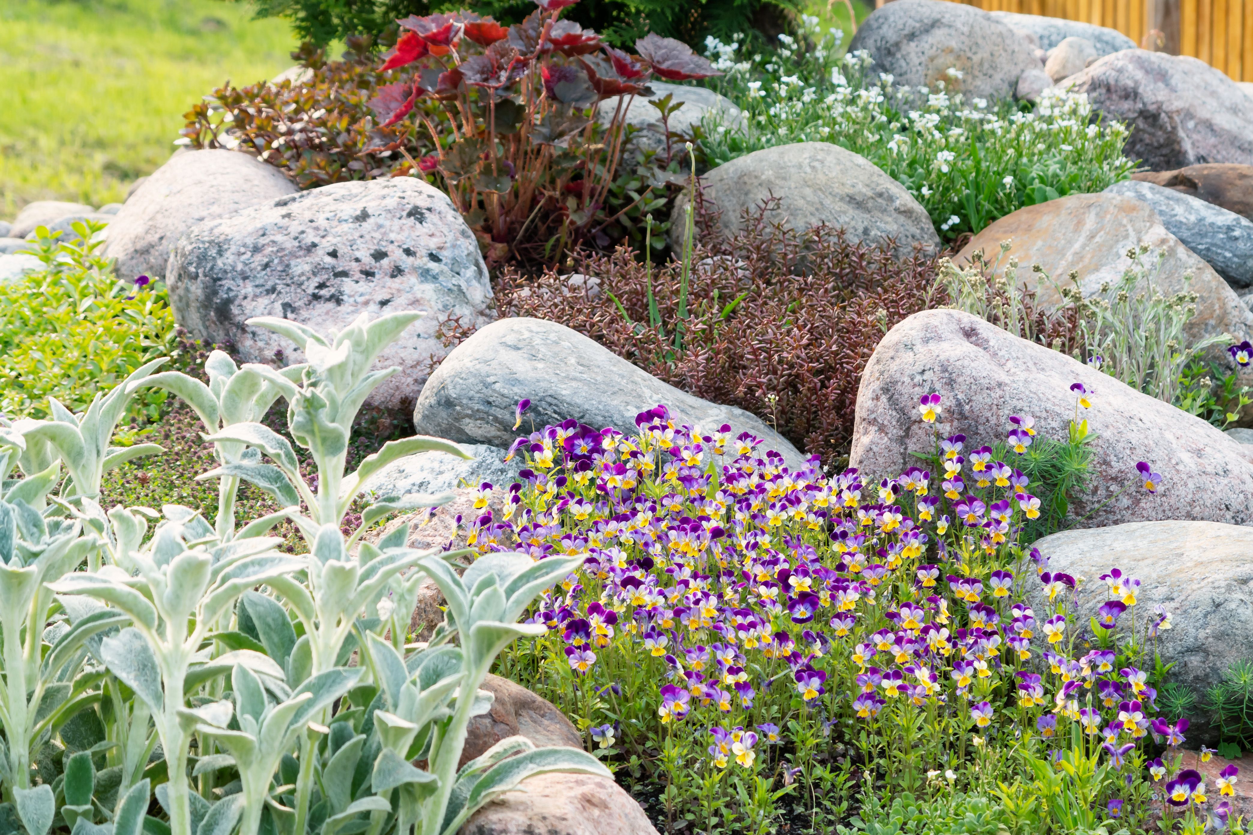 alpine plants