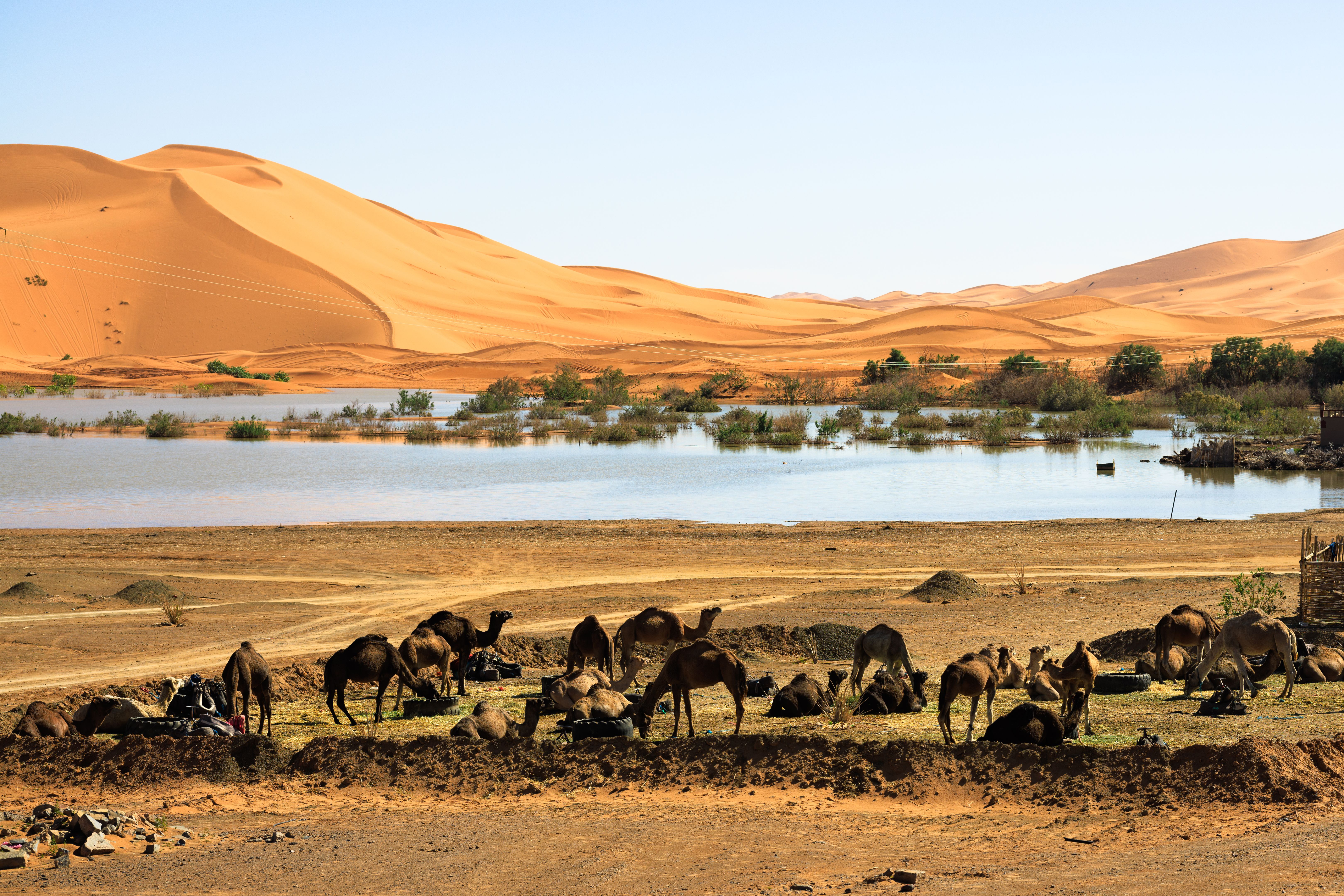 sahara desert