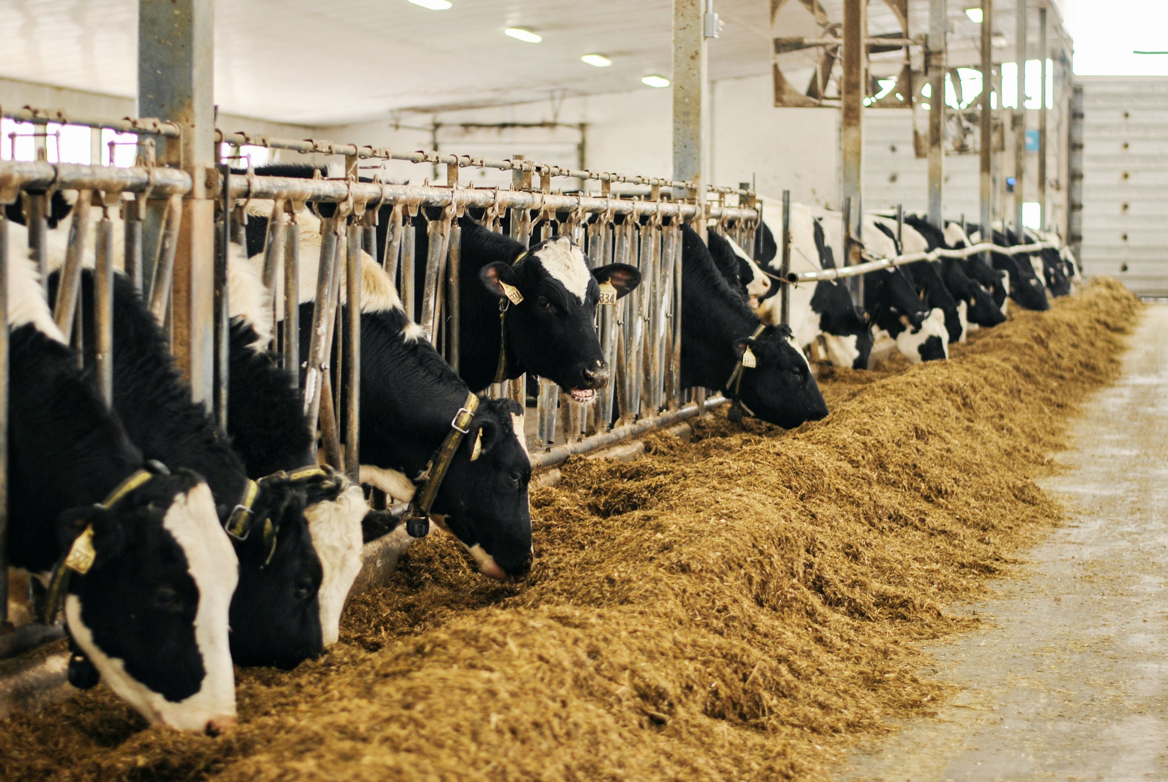 Group of cows in a barn. Group of cows in a barn.