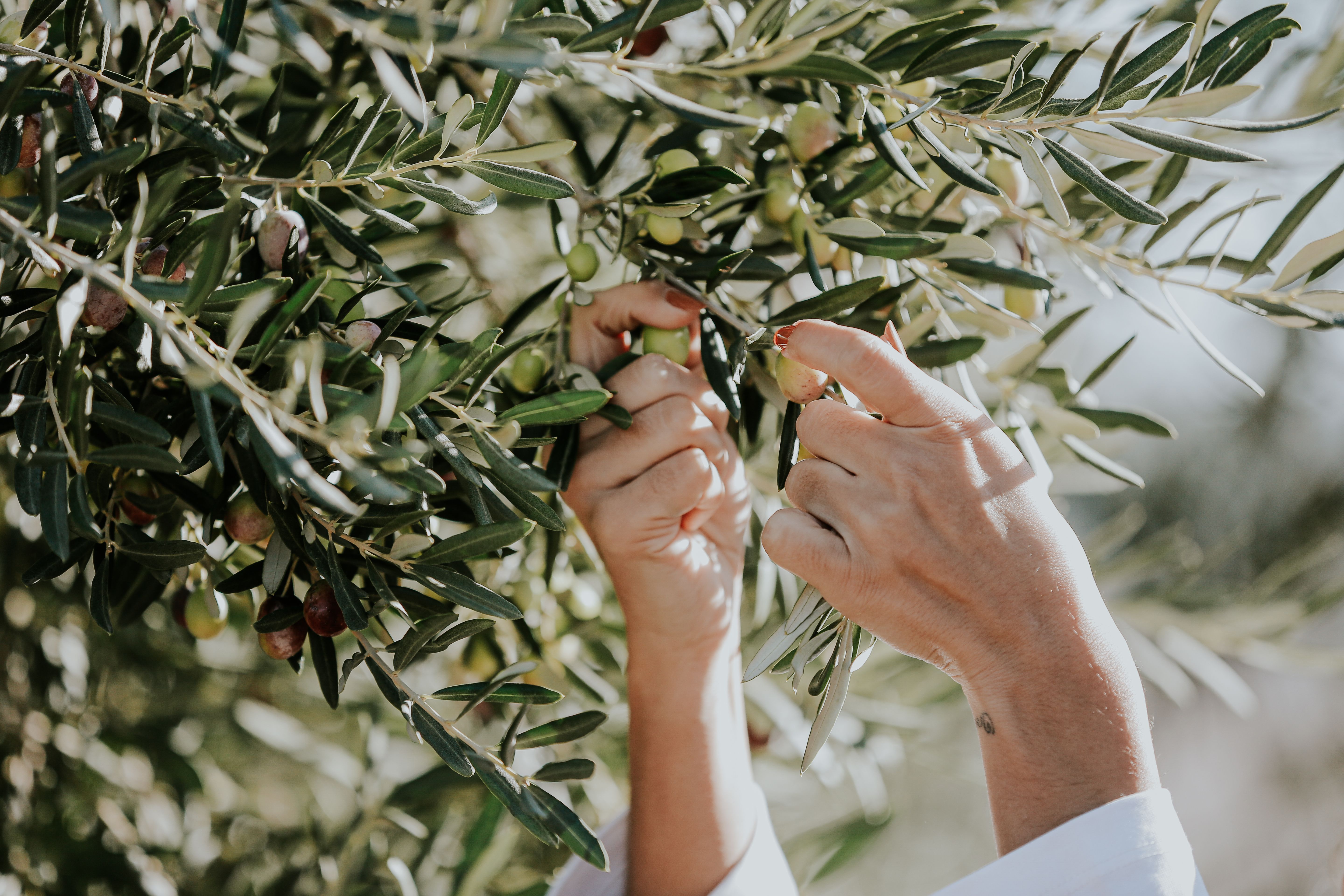olive harvesting