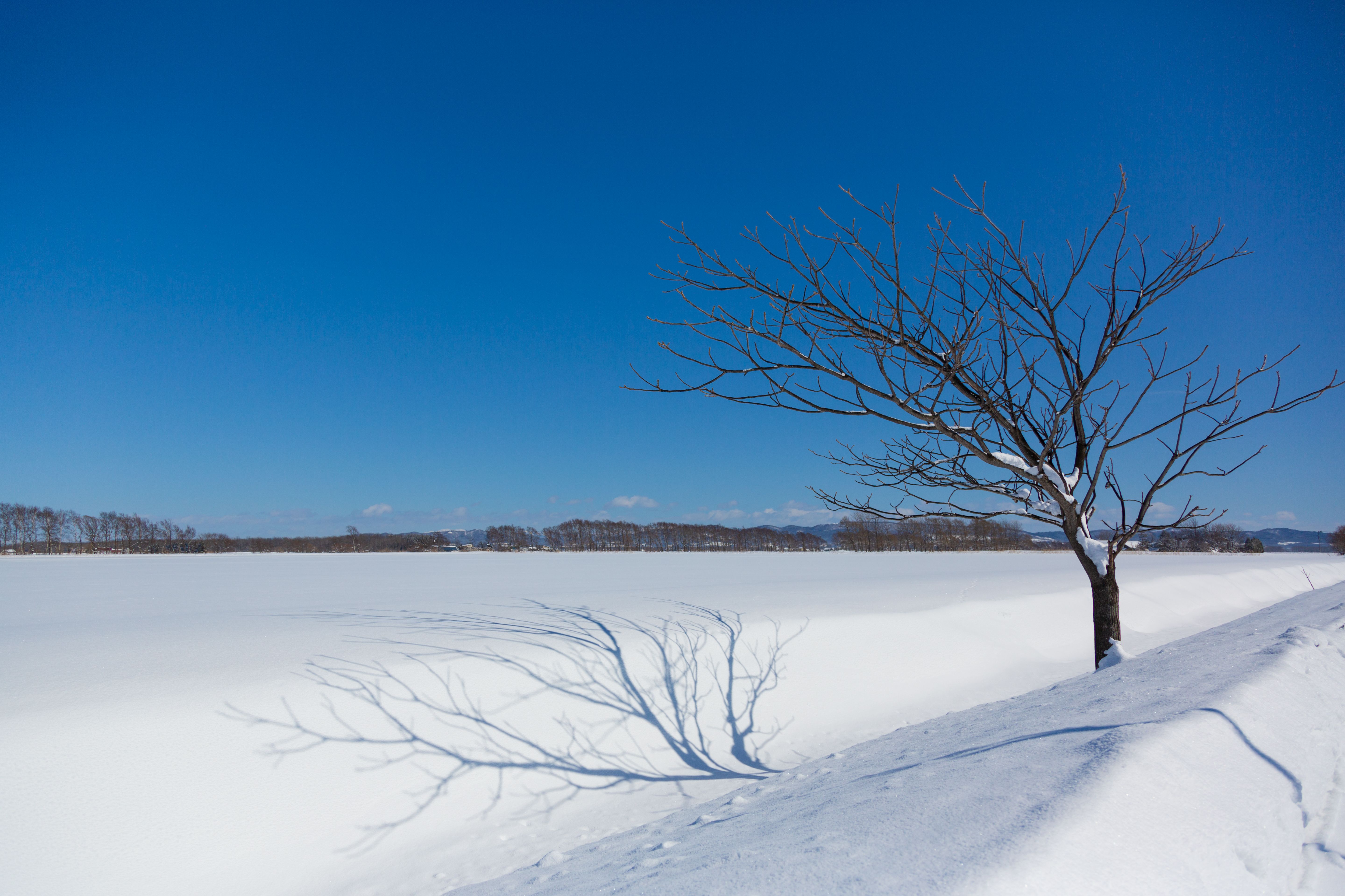 hokkaido winter sweets