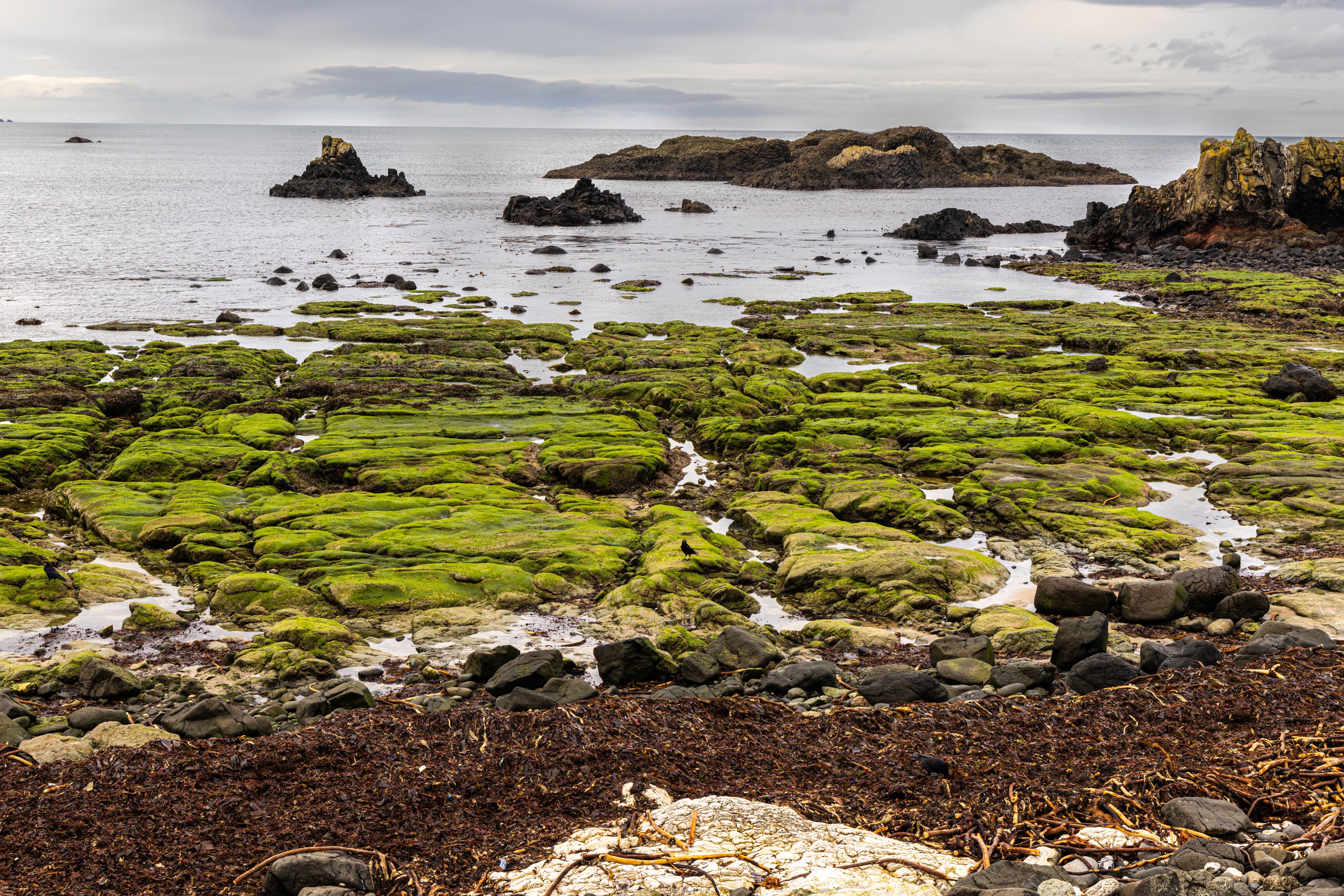 irish coast seaweed