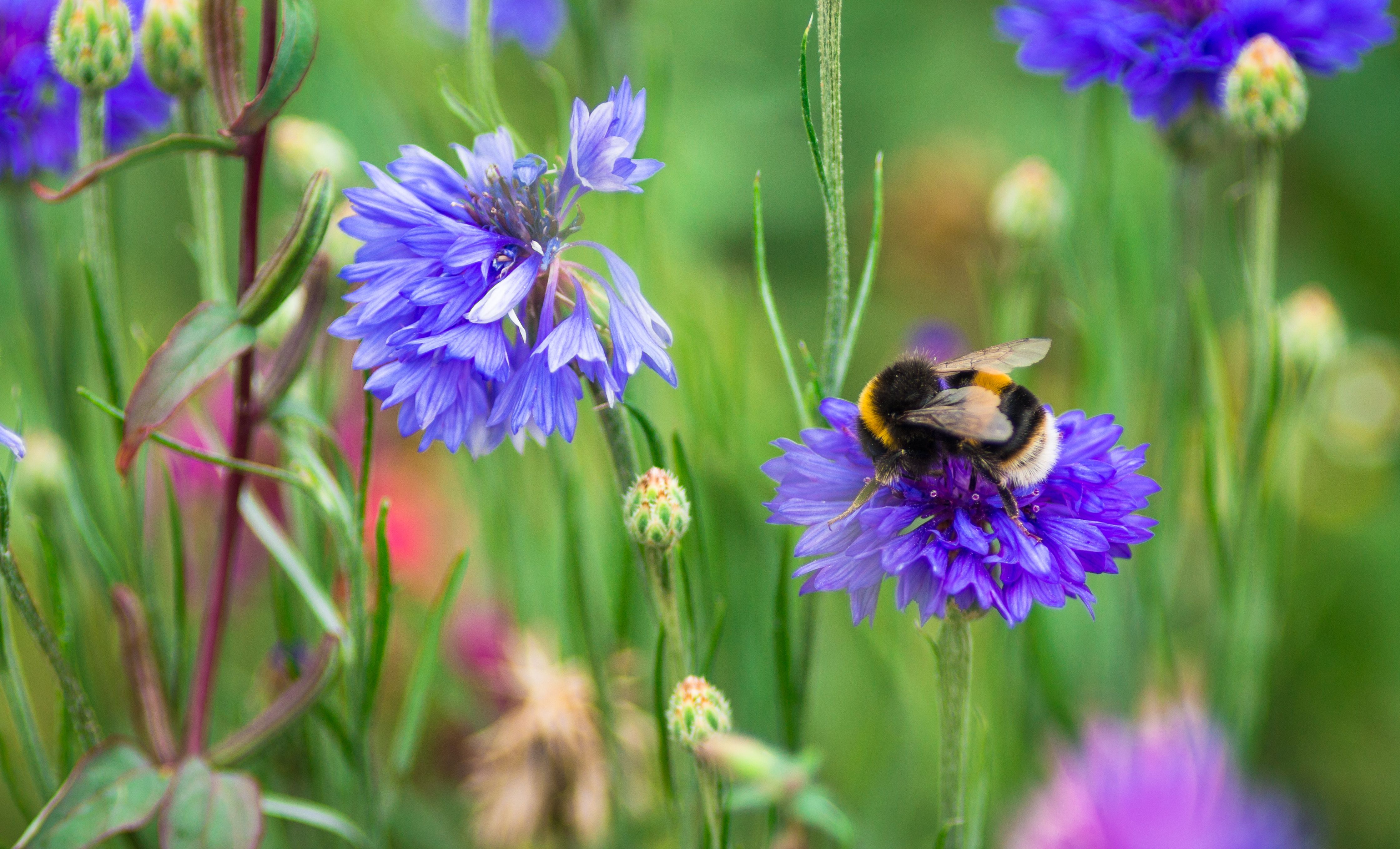 bee on flower