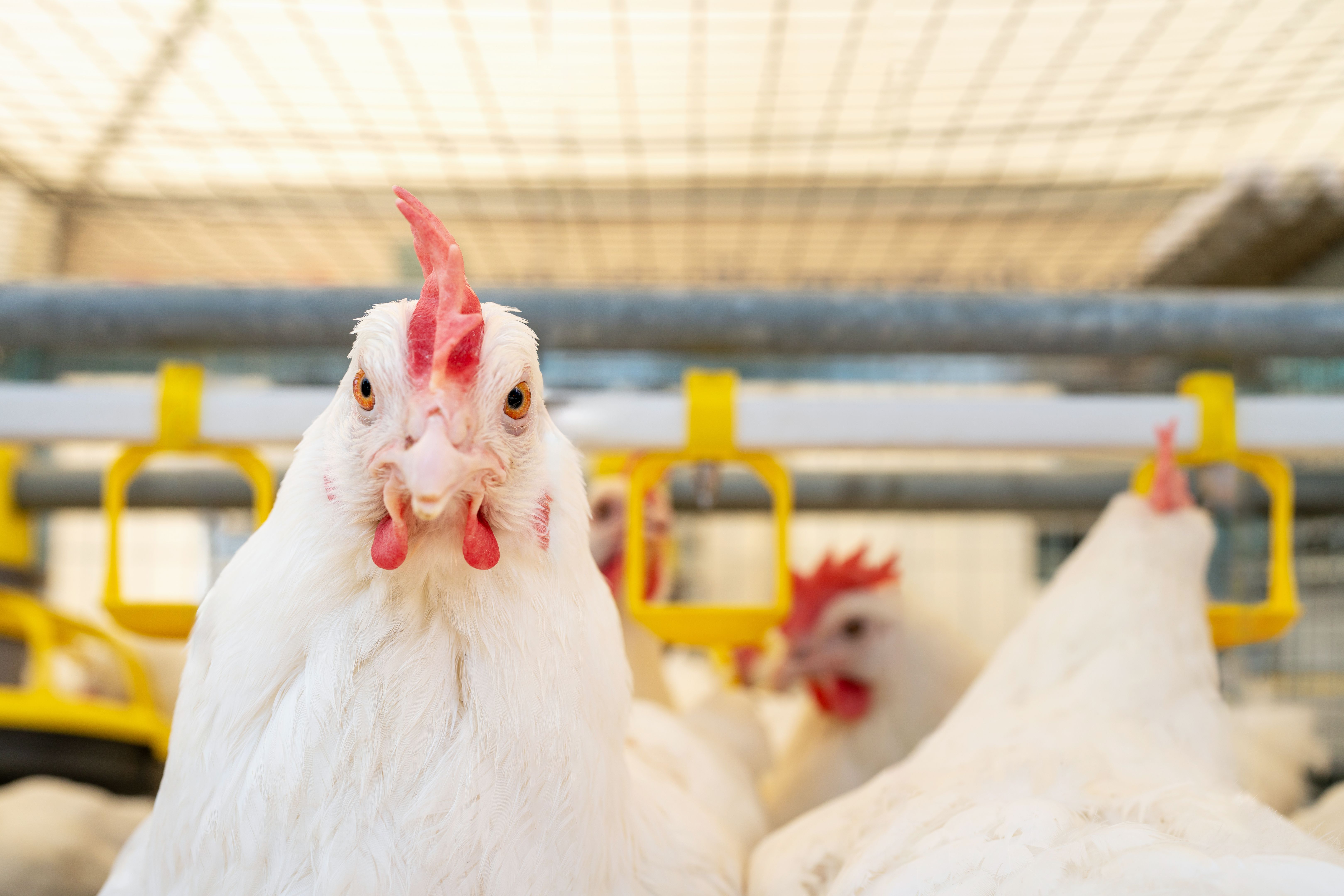 Dekalb white hen looking at camera. Poultry farm.