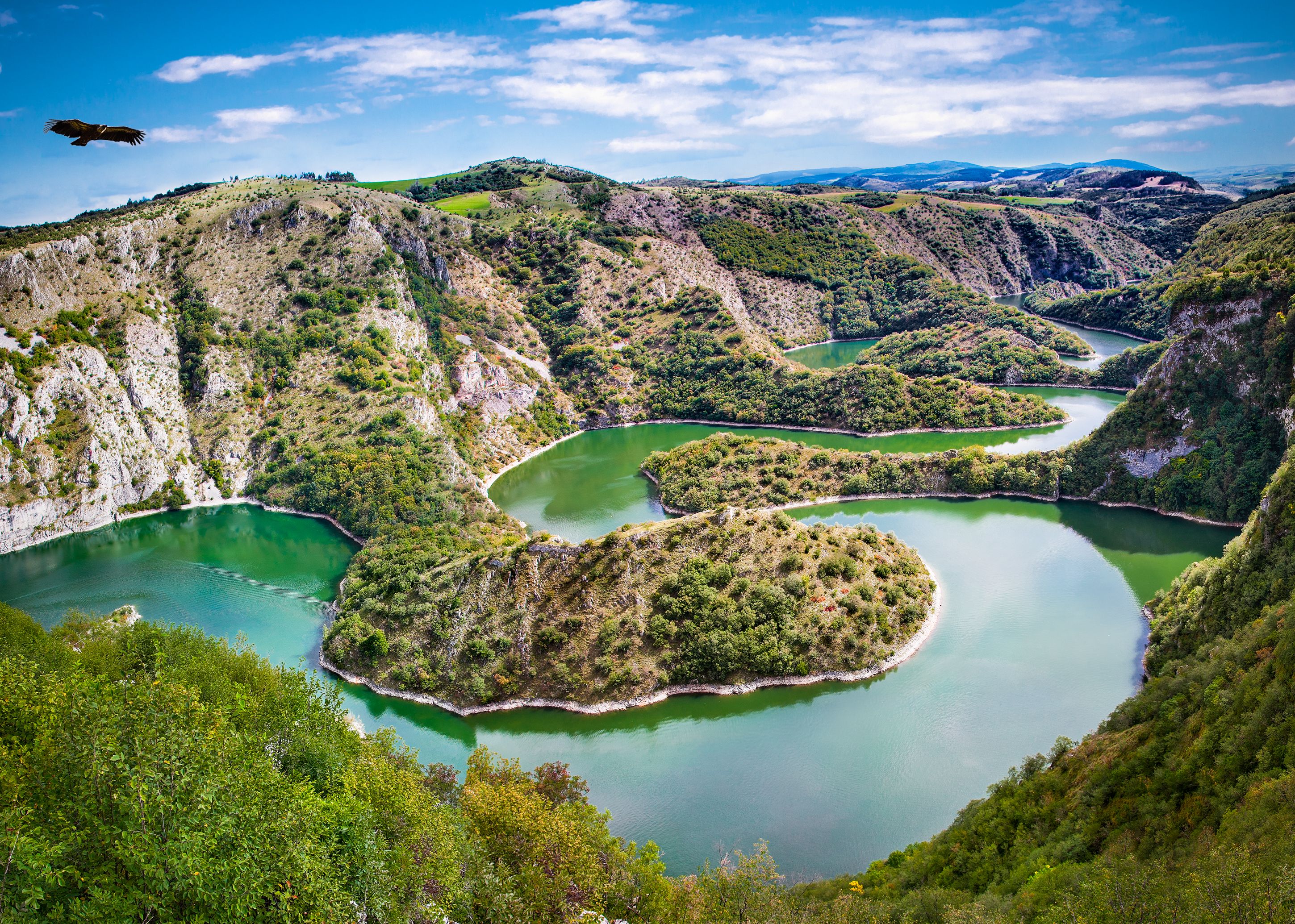 Griffon vulture flying over meanders of Uvac river in Serbia.