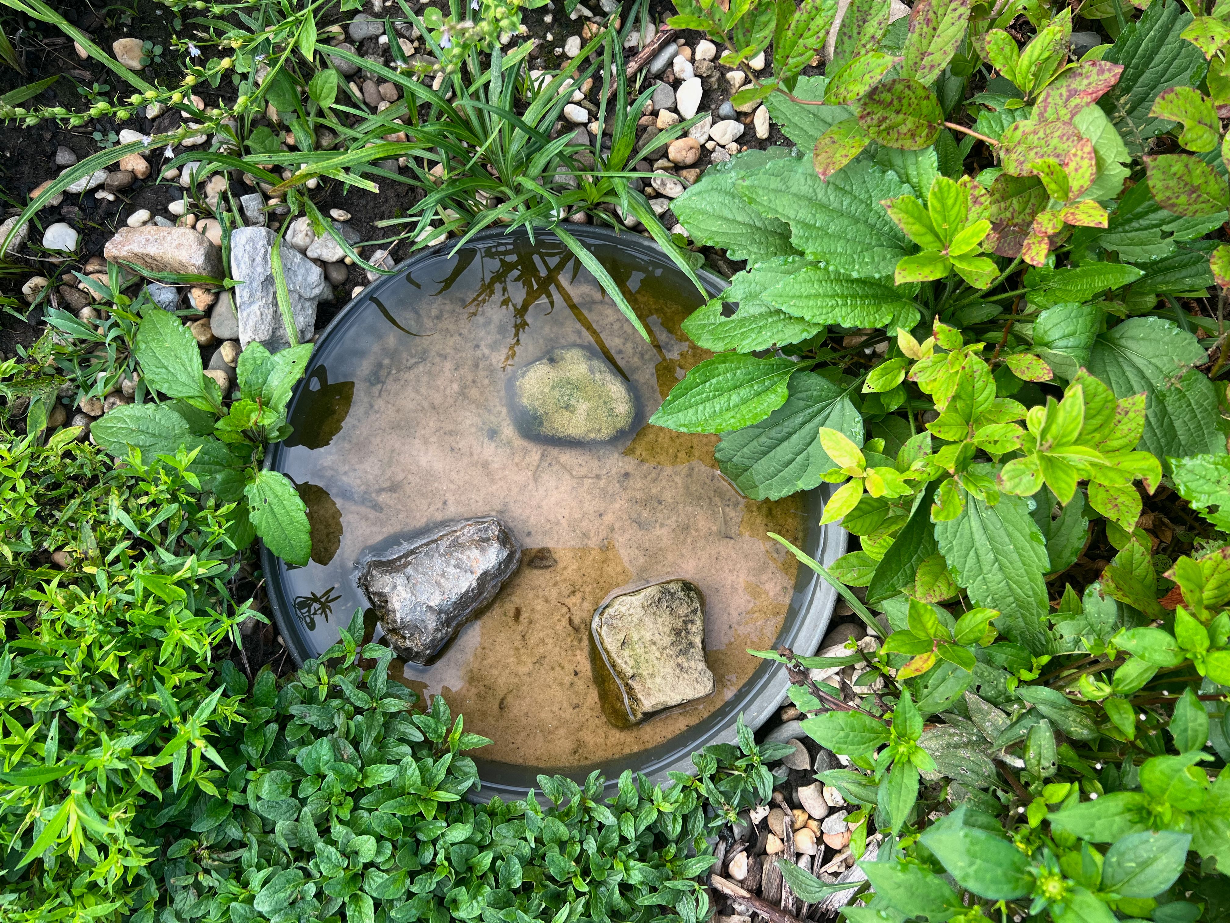birdbath garden
