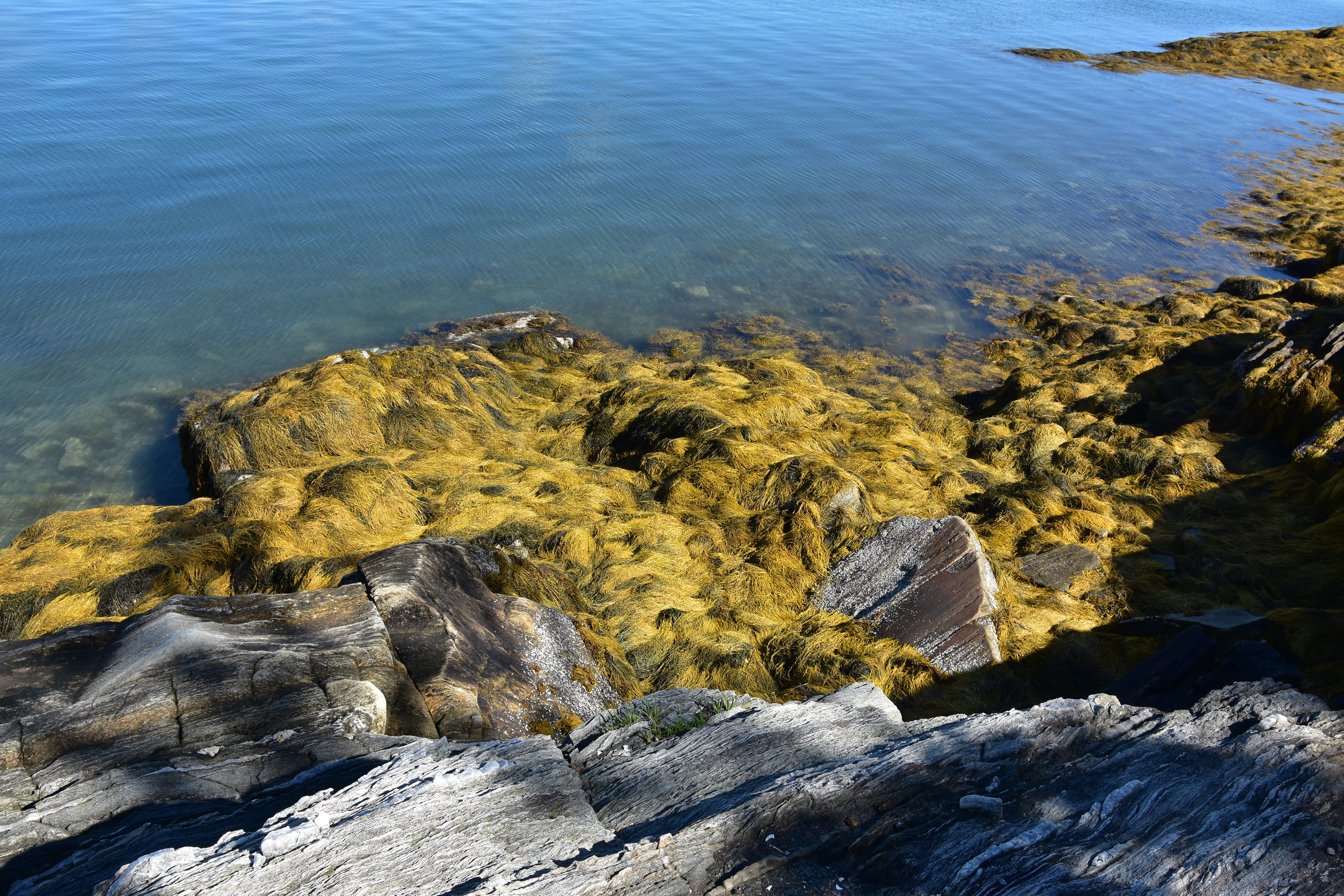 Rocky Shore with Seaweed Along the Coast of Maine