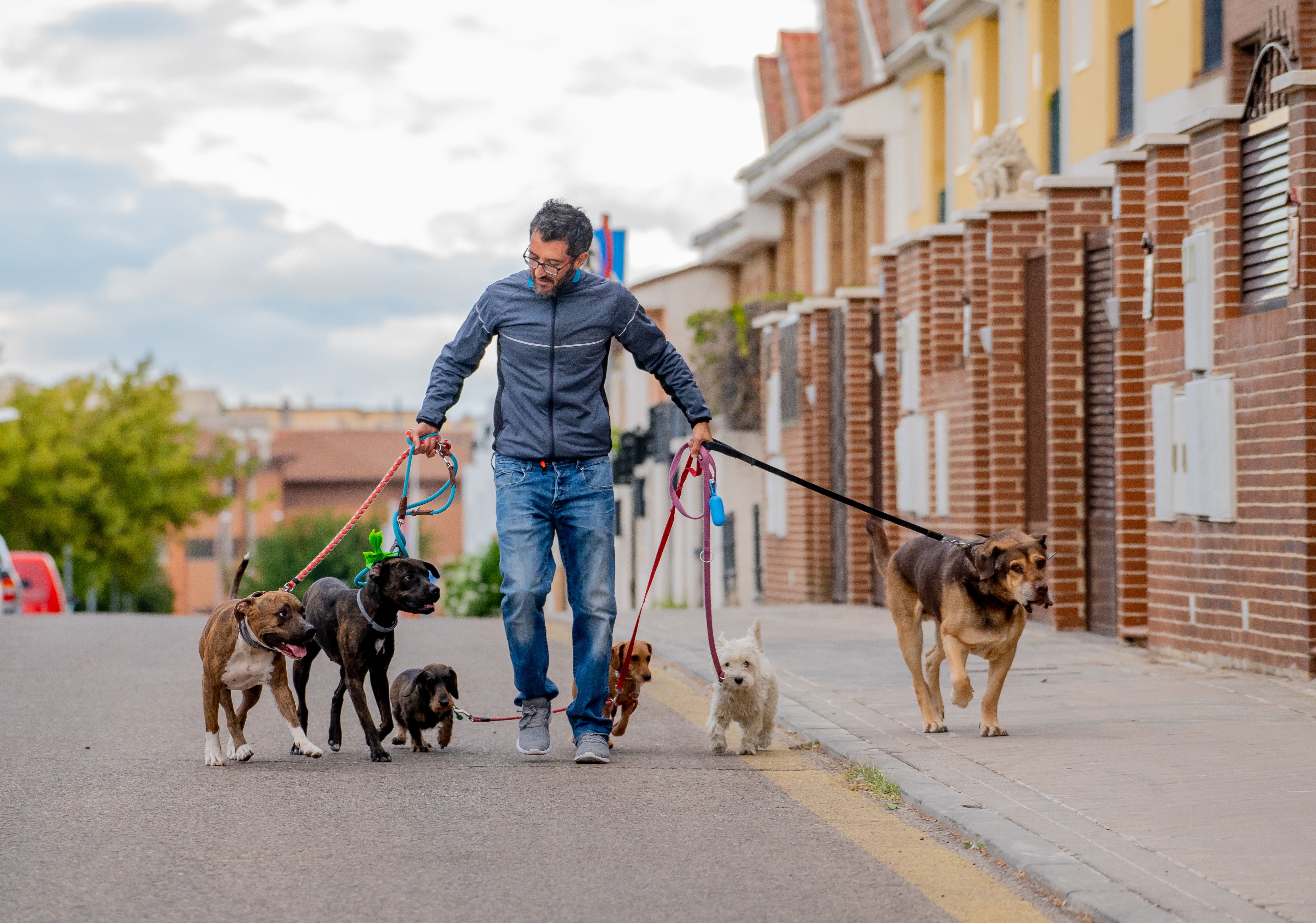 professional dog walker