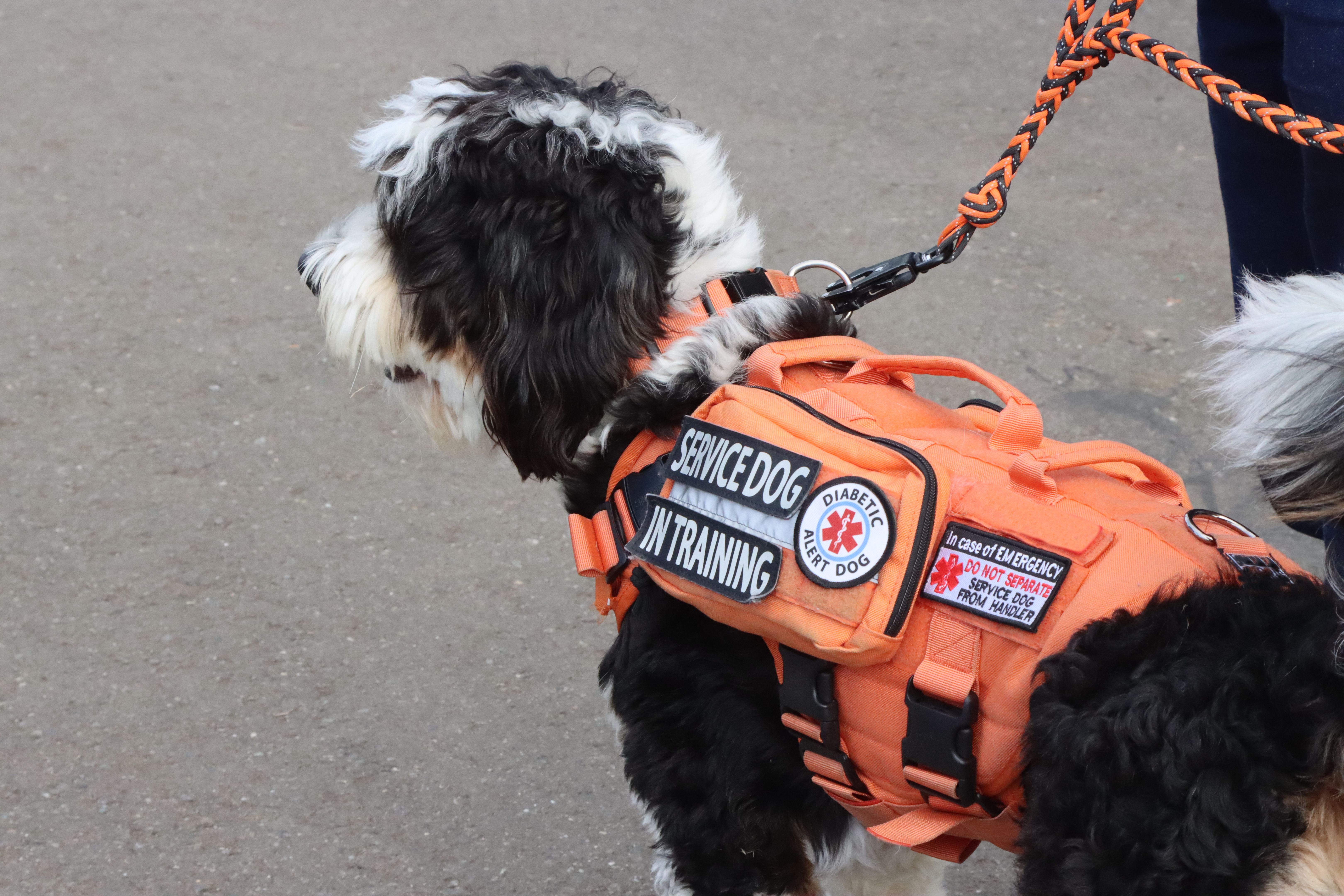 A Service Doh A Service Doh