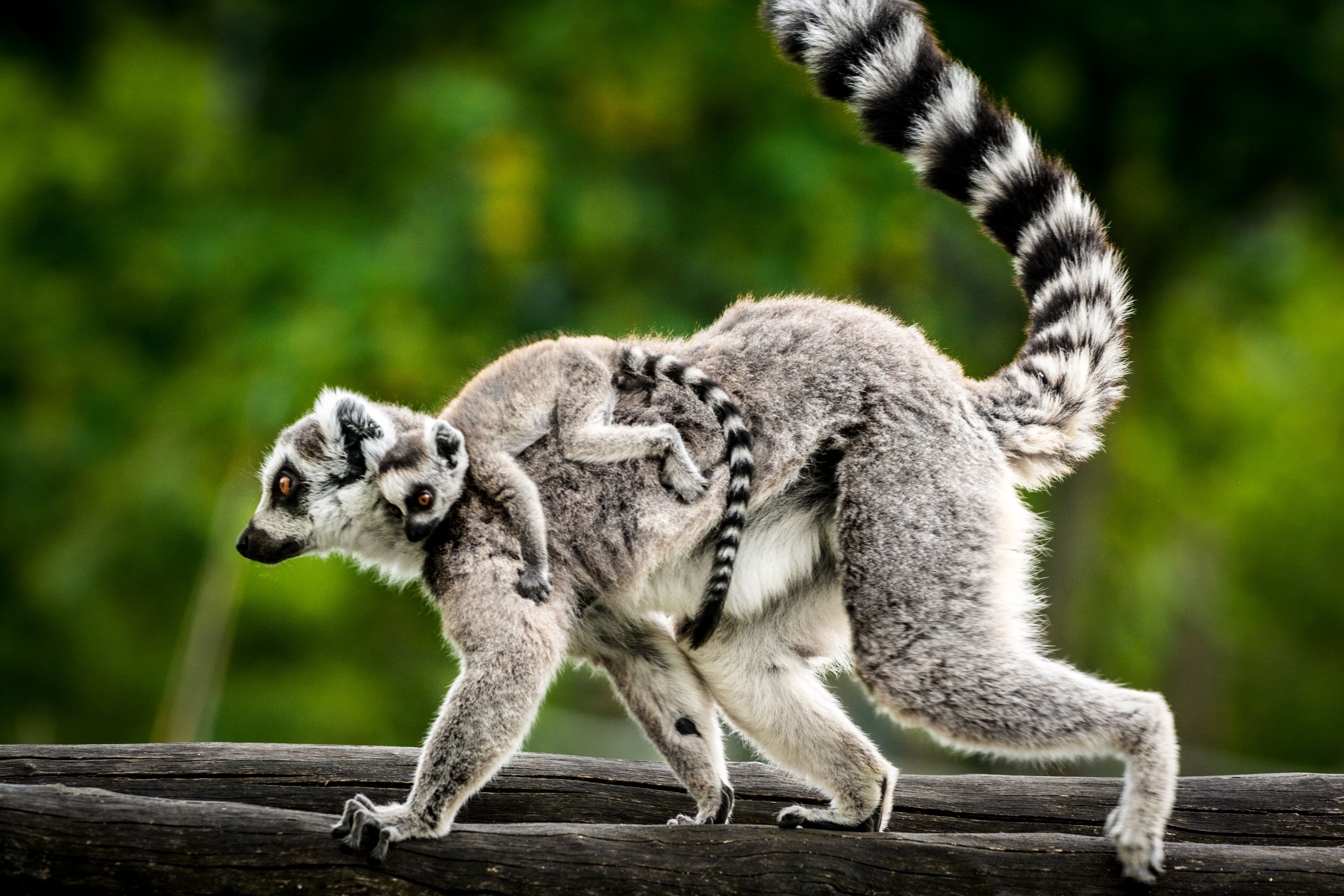 Lemur with baby