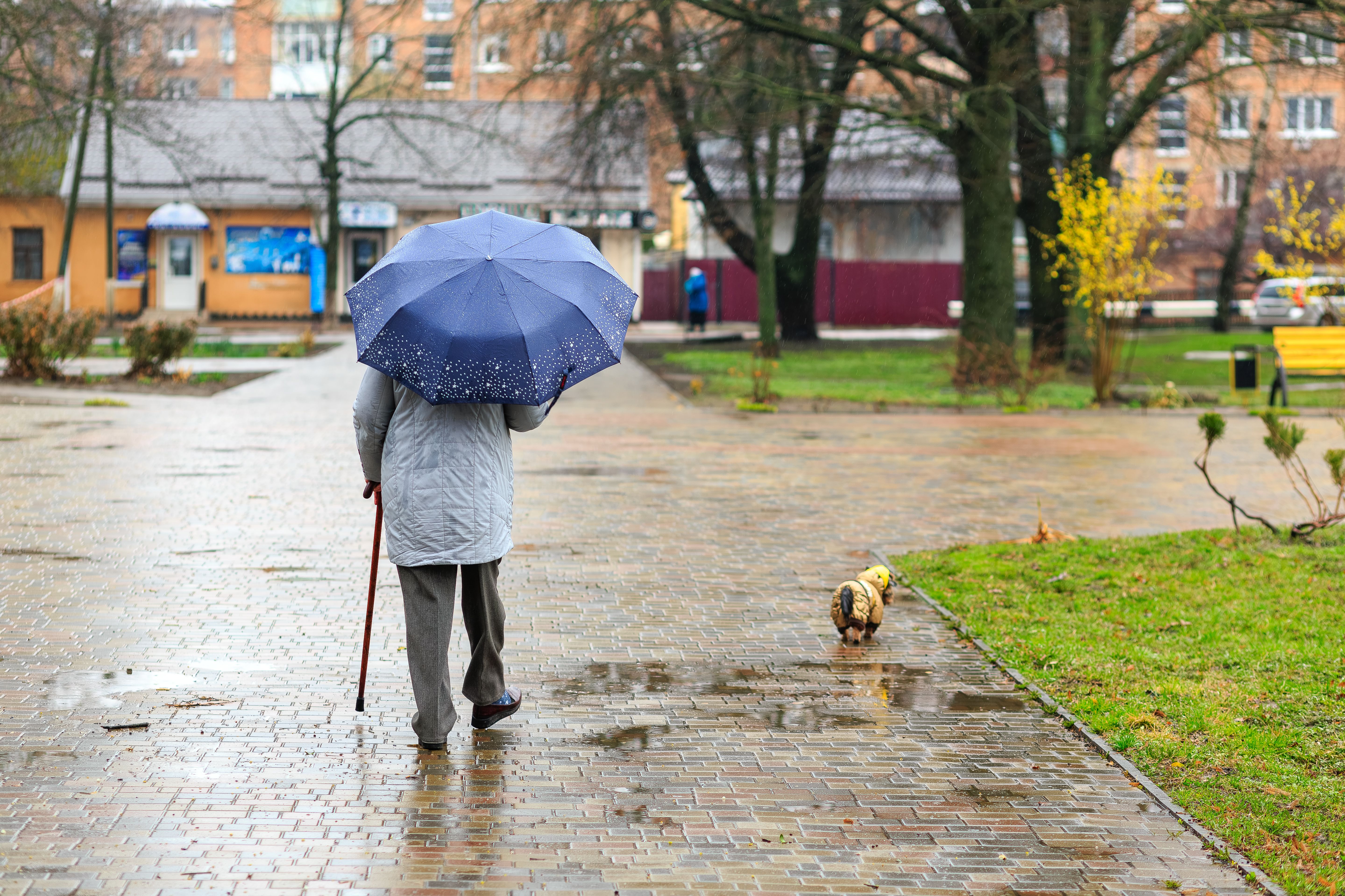 dog walking rain