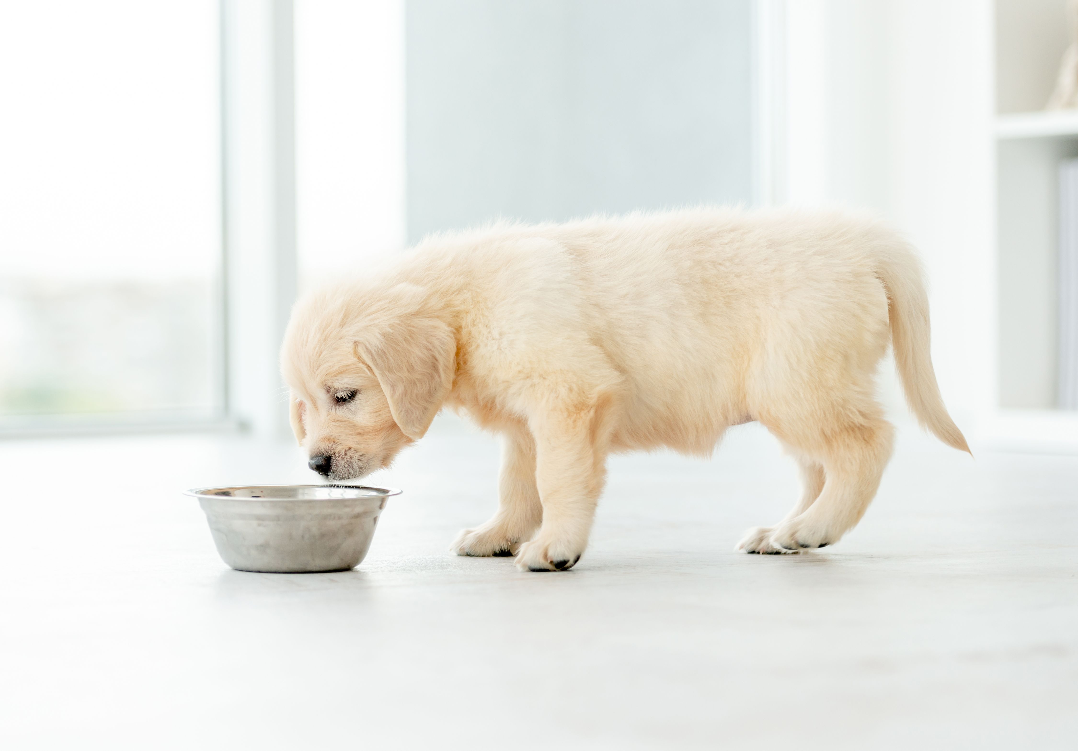 labrador eating wet food