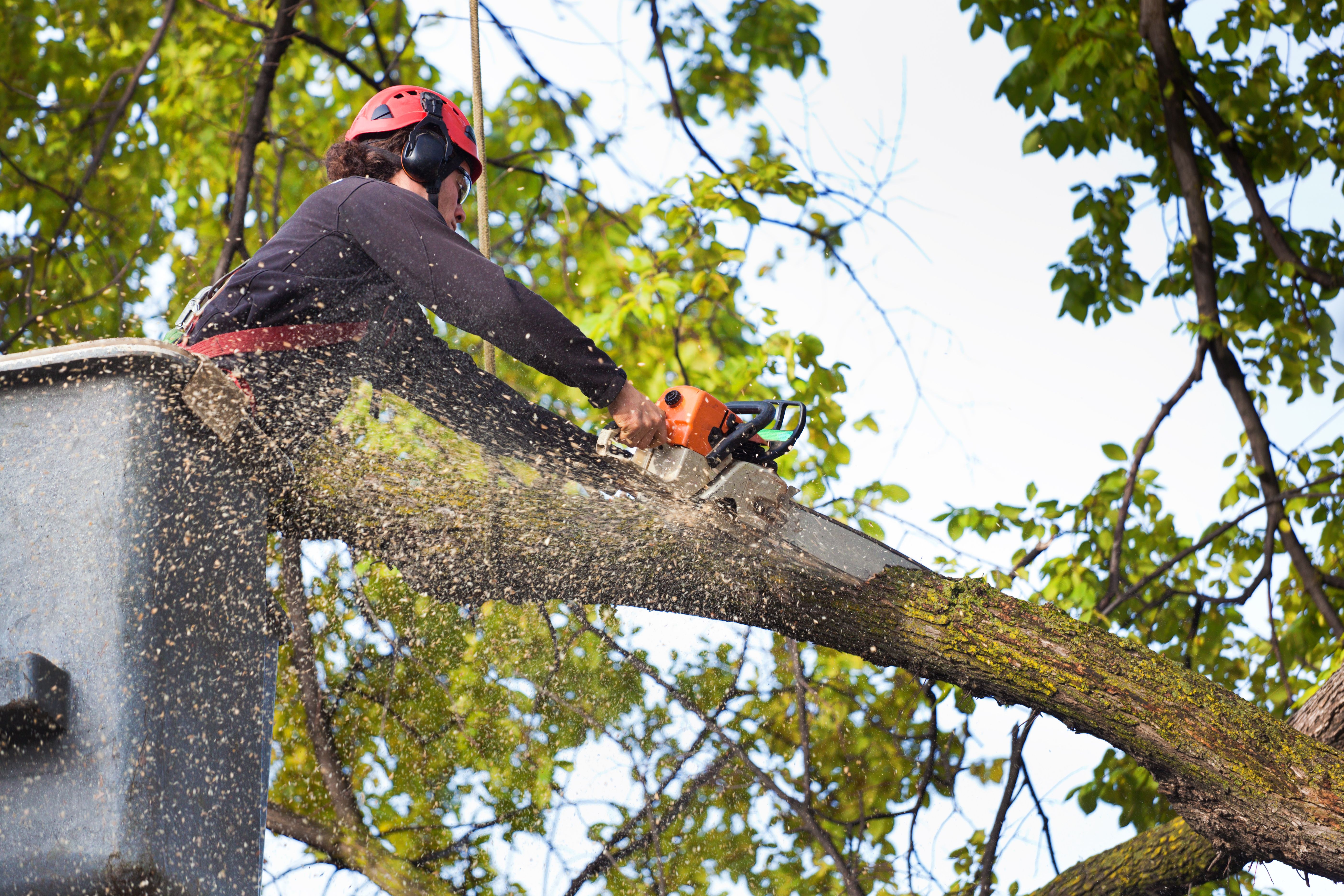 arborist working