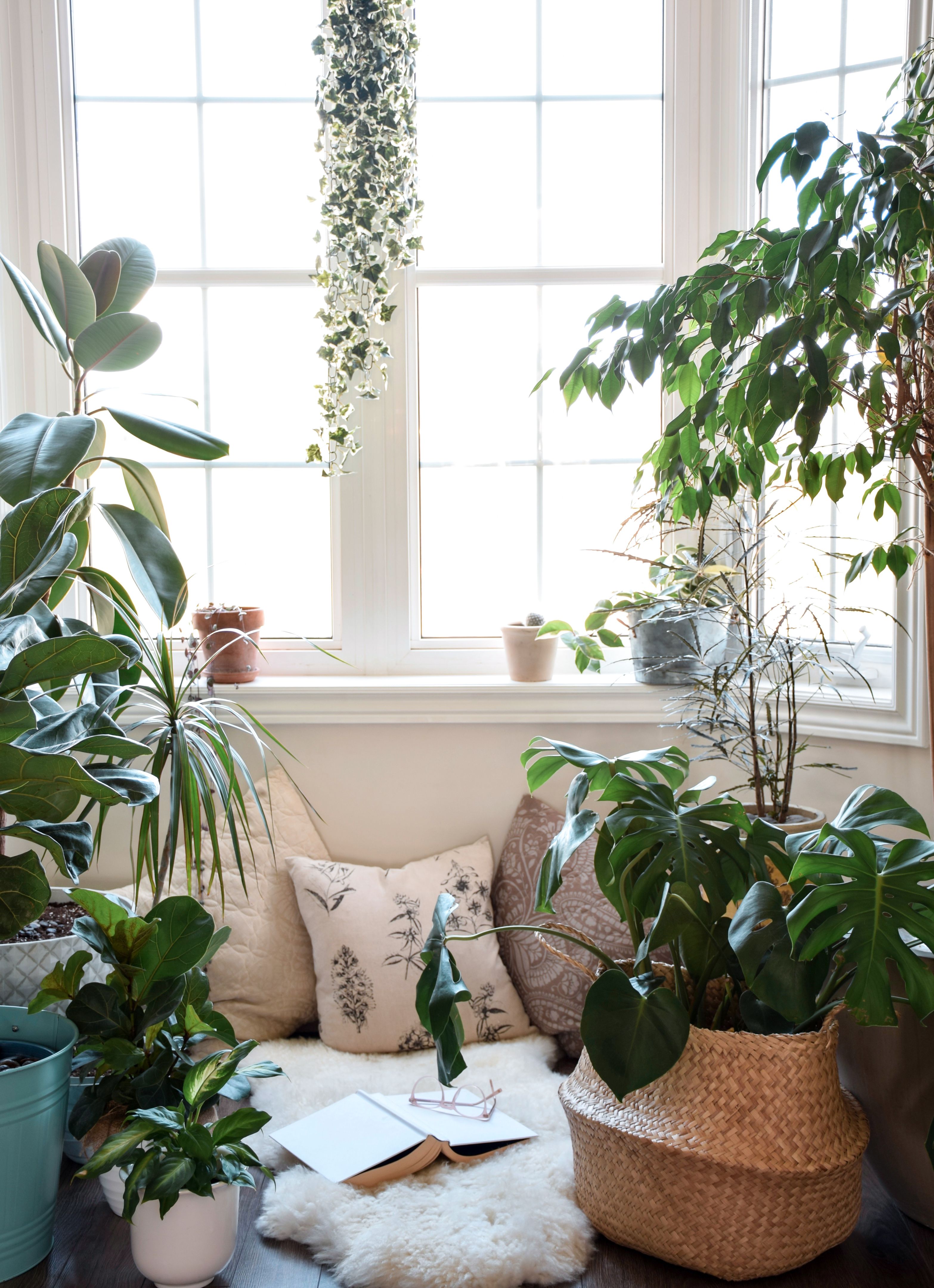 houseplants indoors