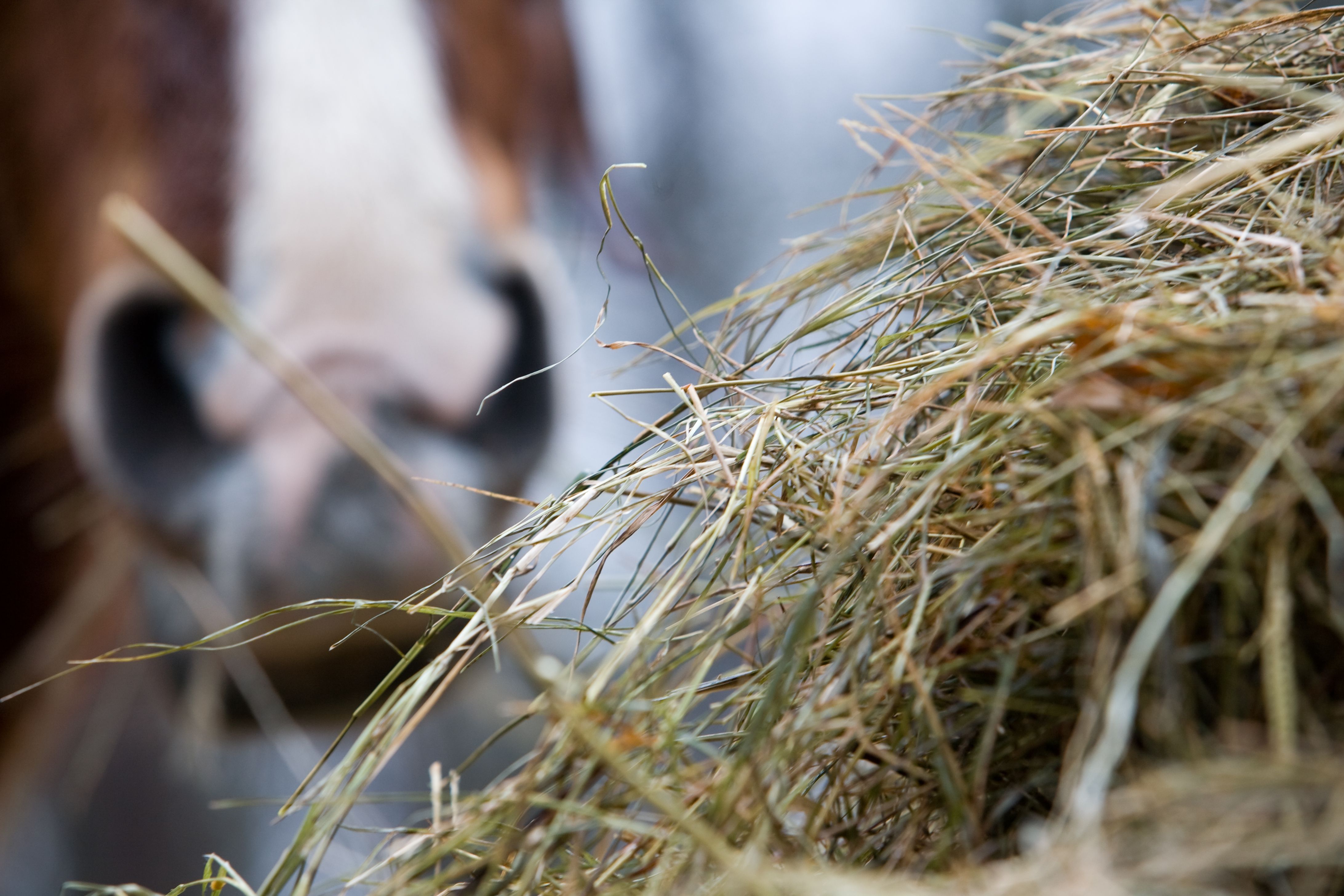 livestock eating hay
