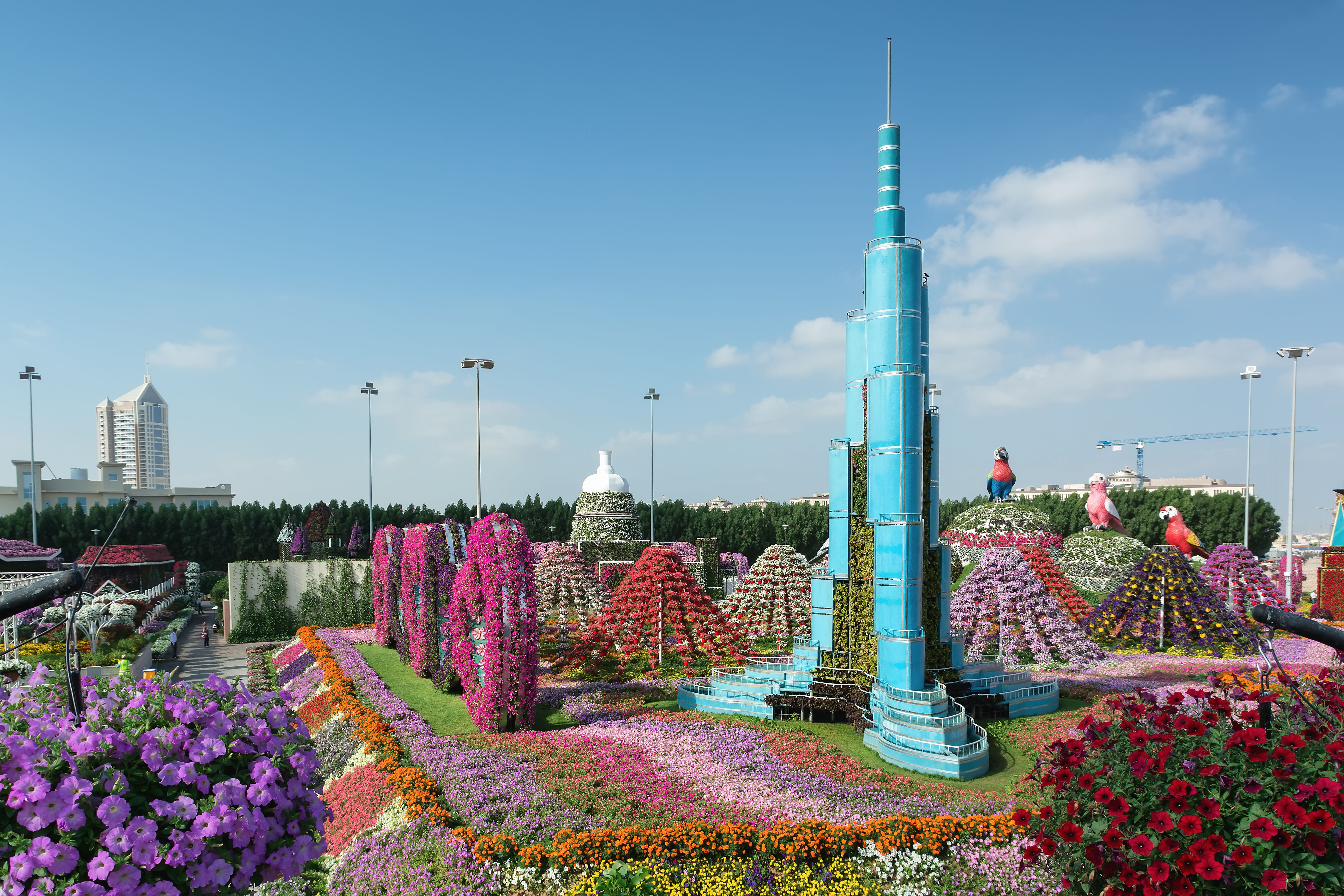 Dubai Miracle Garden is the biggest natural flower garden.