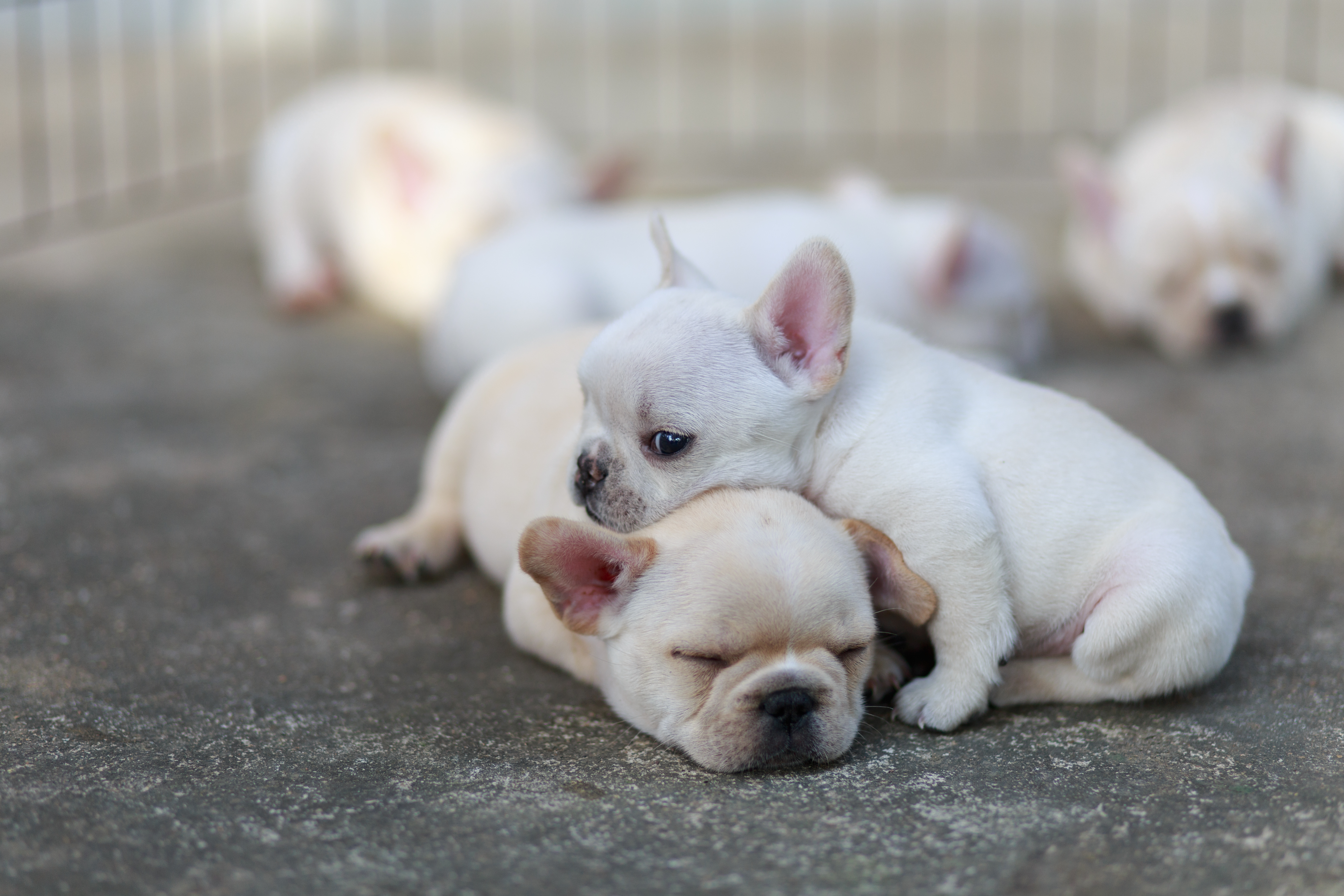 Close-up French bulldog sleeping together. Close-up French bulldog sleeping together.