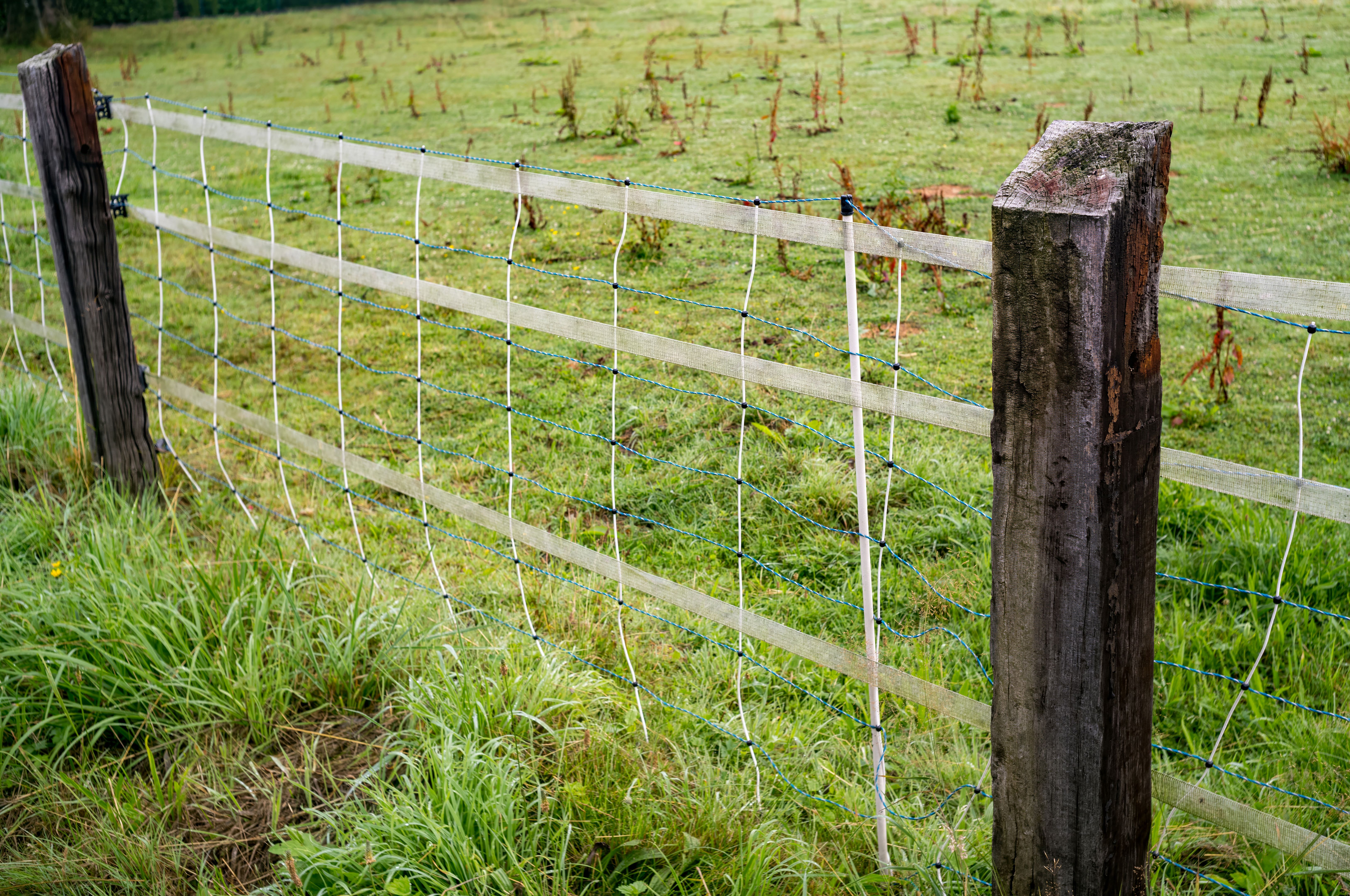 animal proof fence