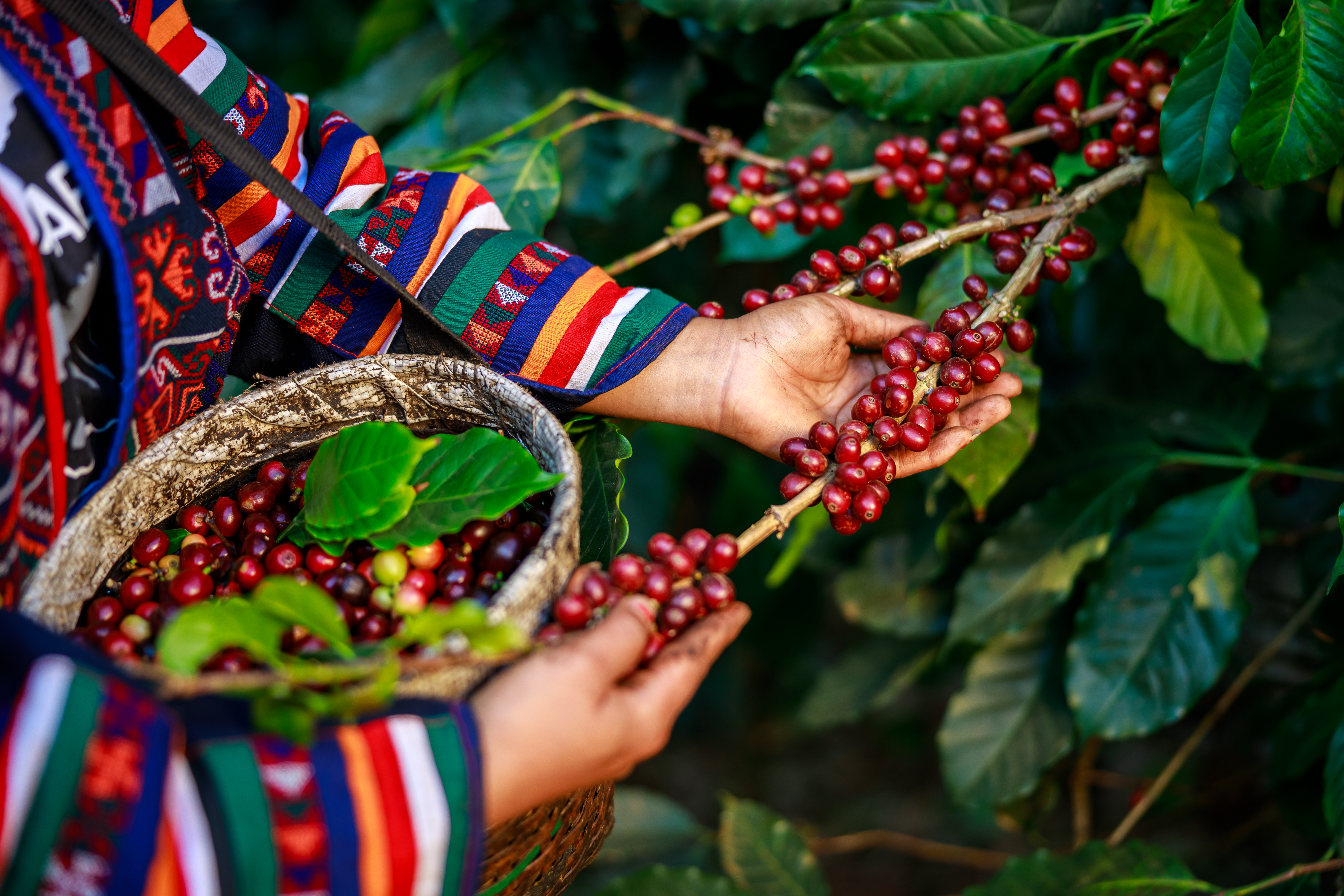 red coffee beans organic 100% in hand and basket farmers at national farm chiang mai Thailand