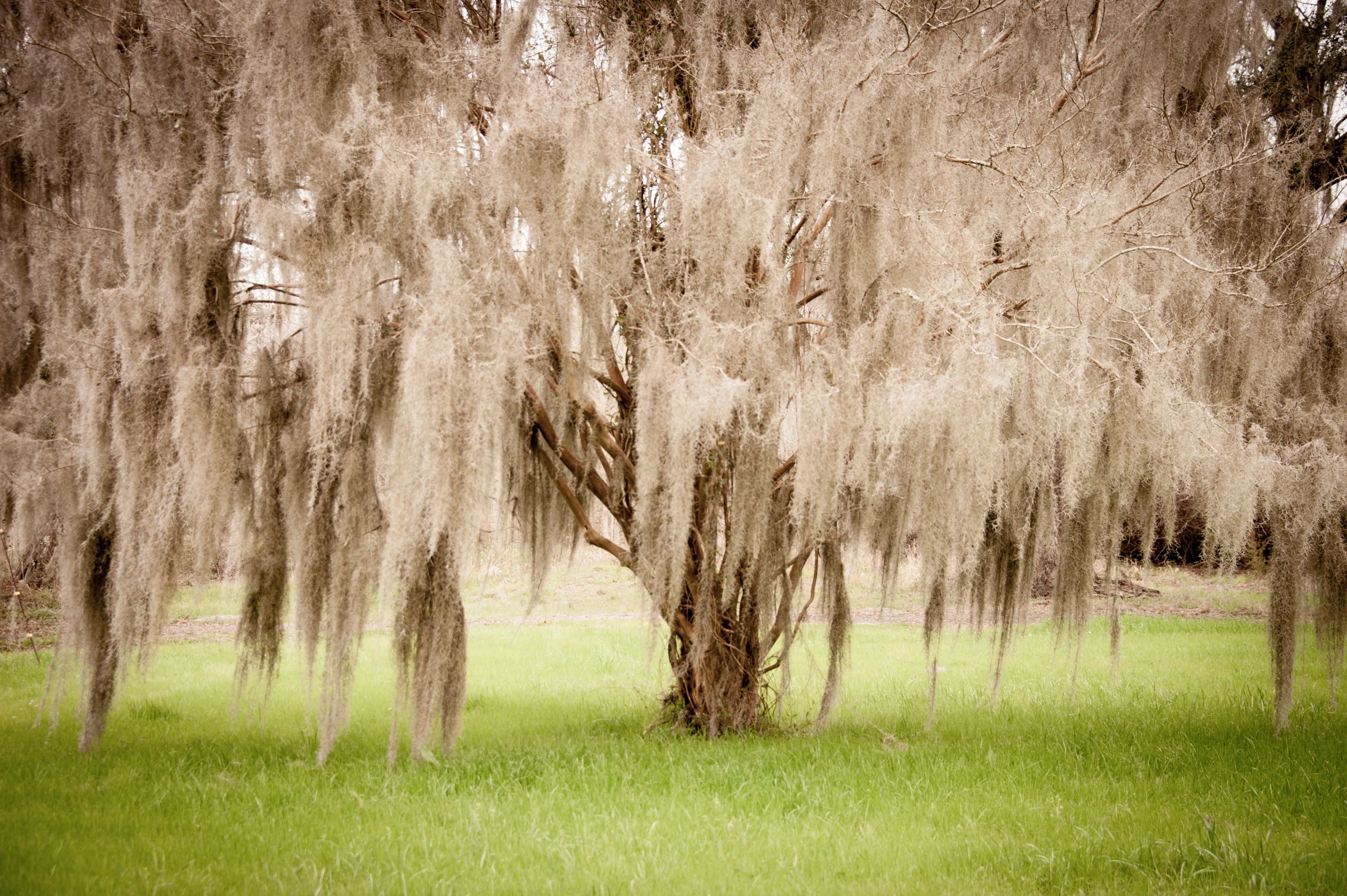 north carolina voice actor