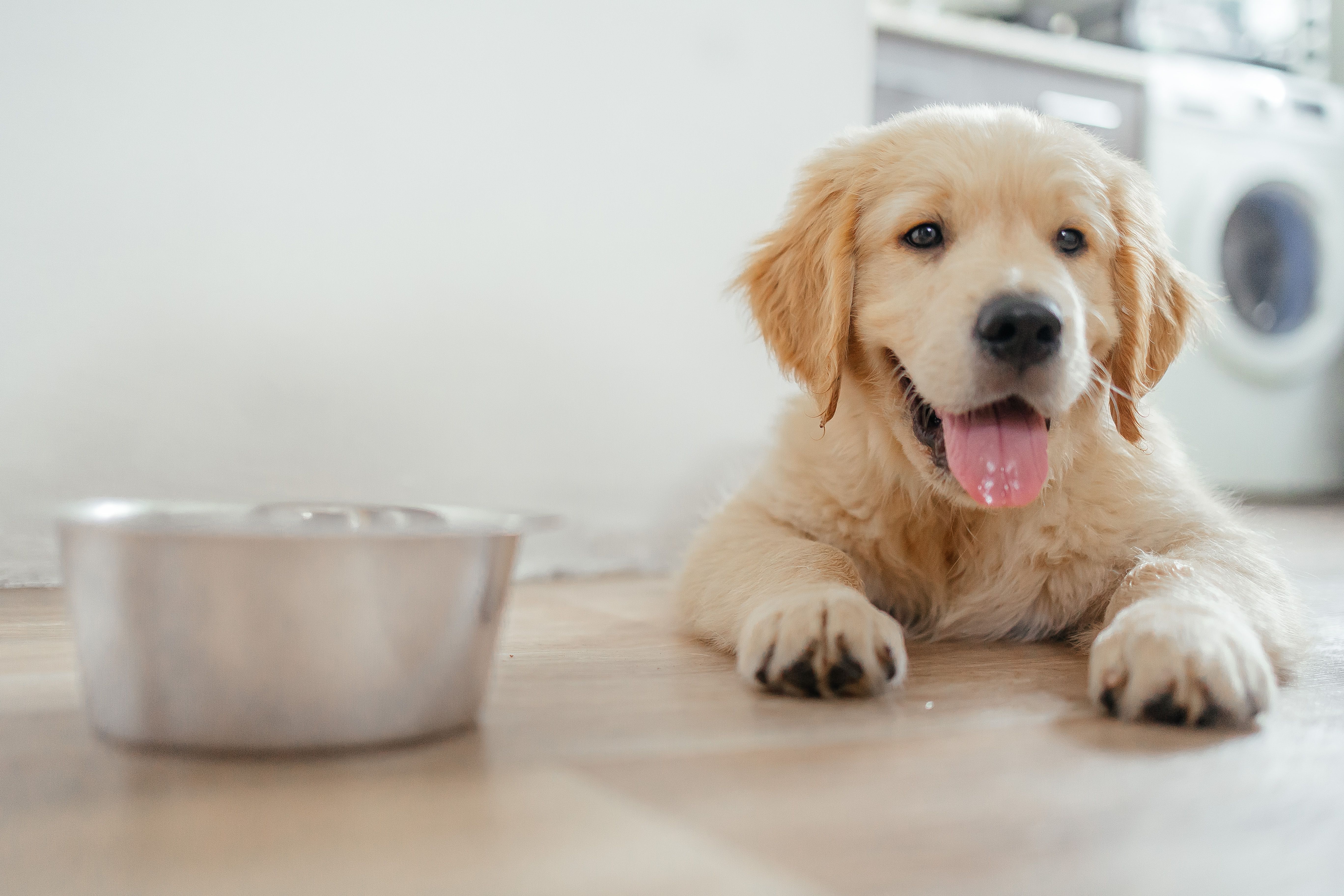 happy labrador eating