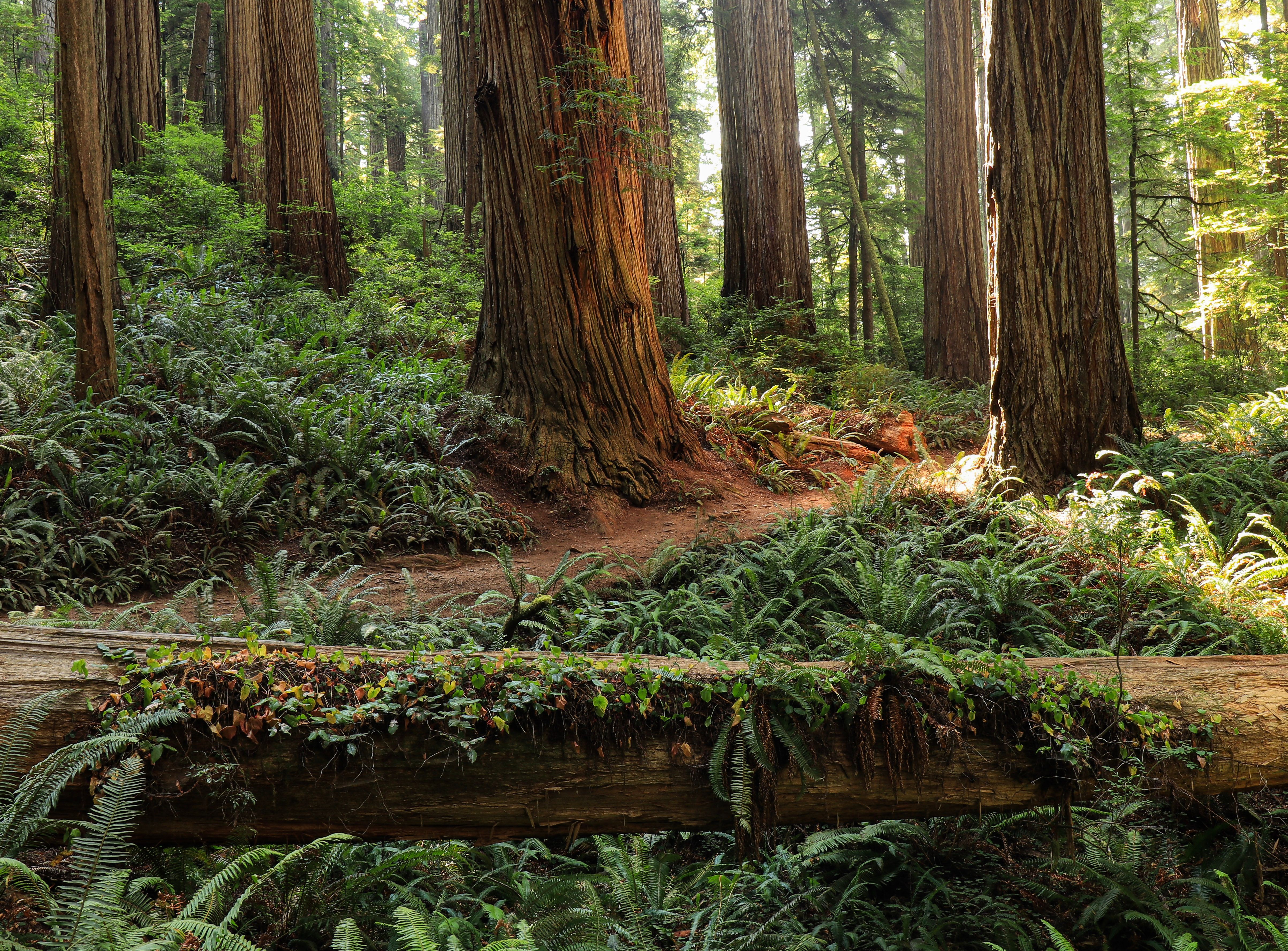 hatfield mccoy trails