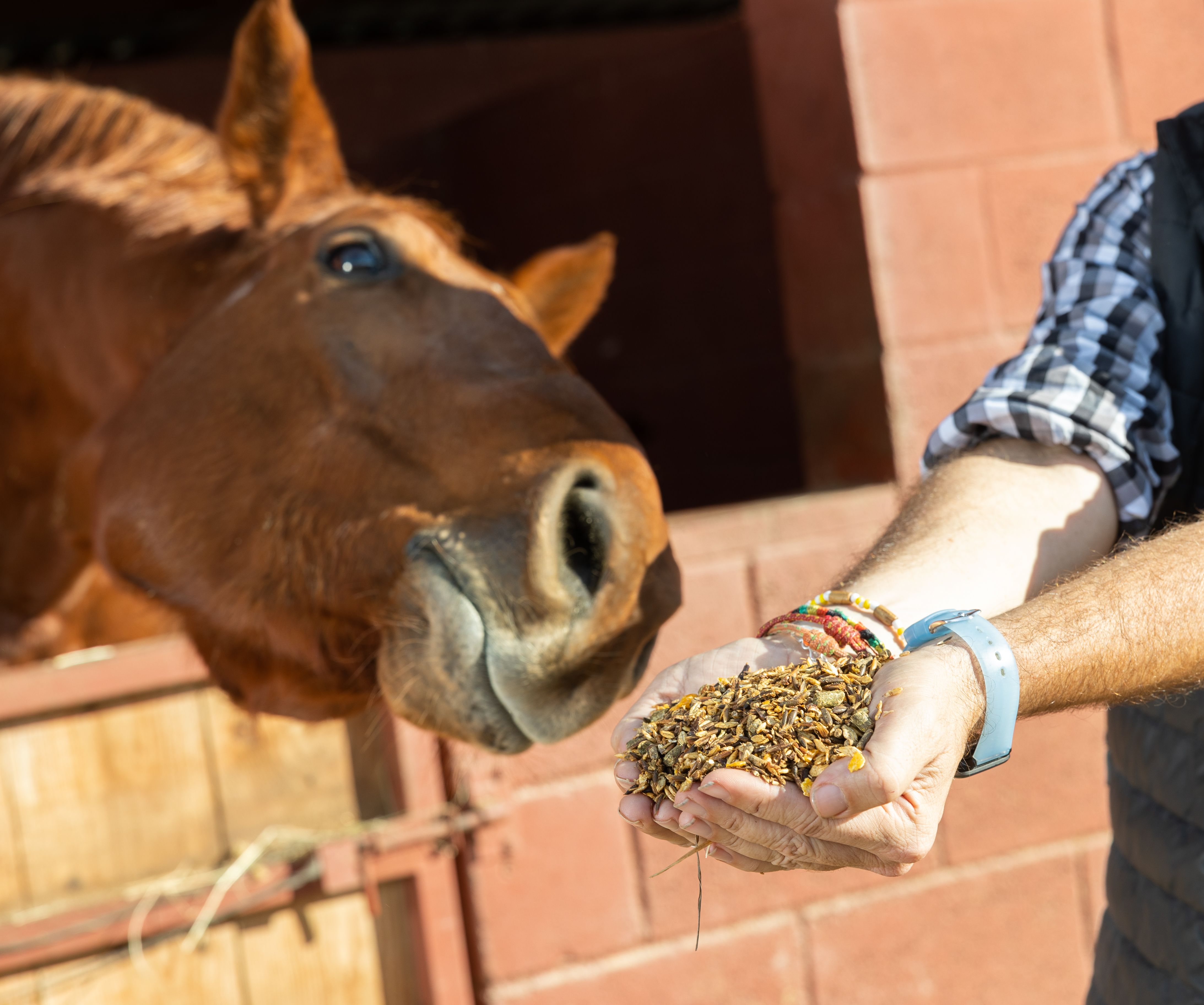 Hand feeding of horse. Care and love for the animals. Close up Hand feeding of horse. Care and love for the animals. Close up