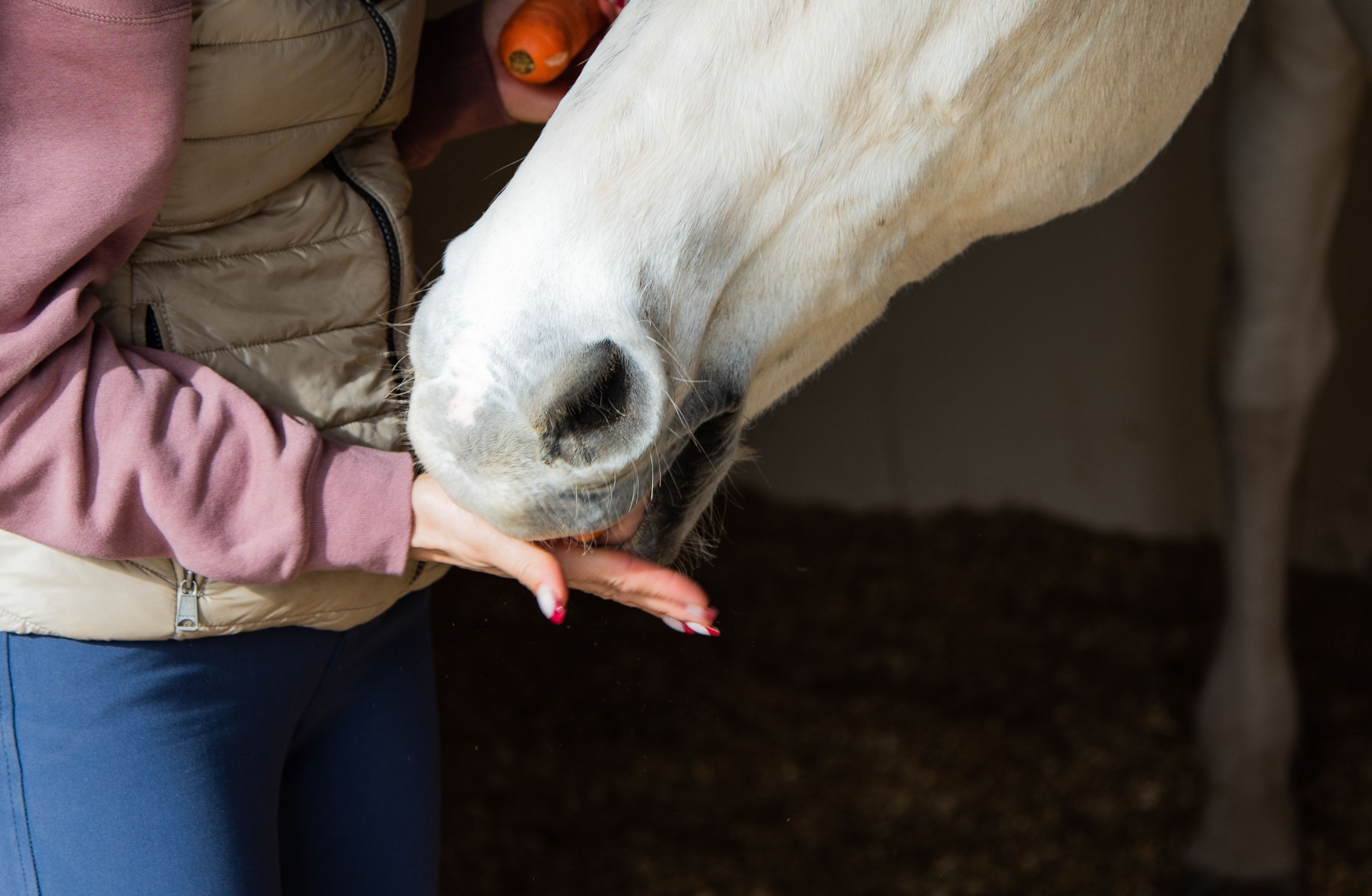 Close up woman hand hand feeding horse. Close up woman hand hand feeding horse.