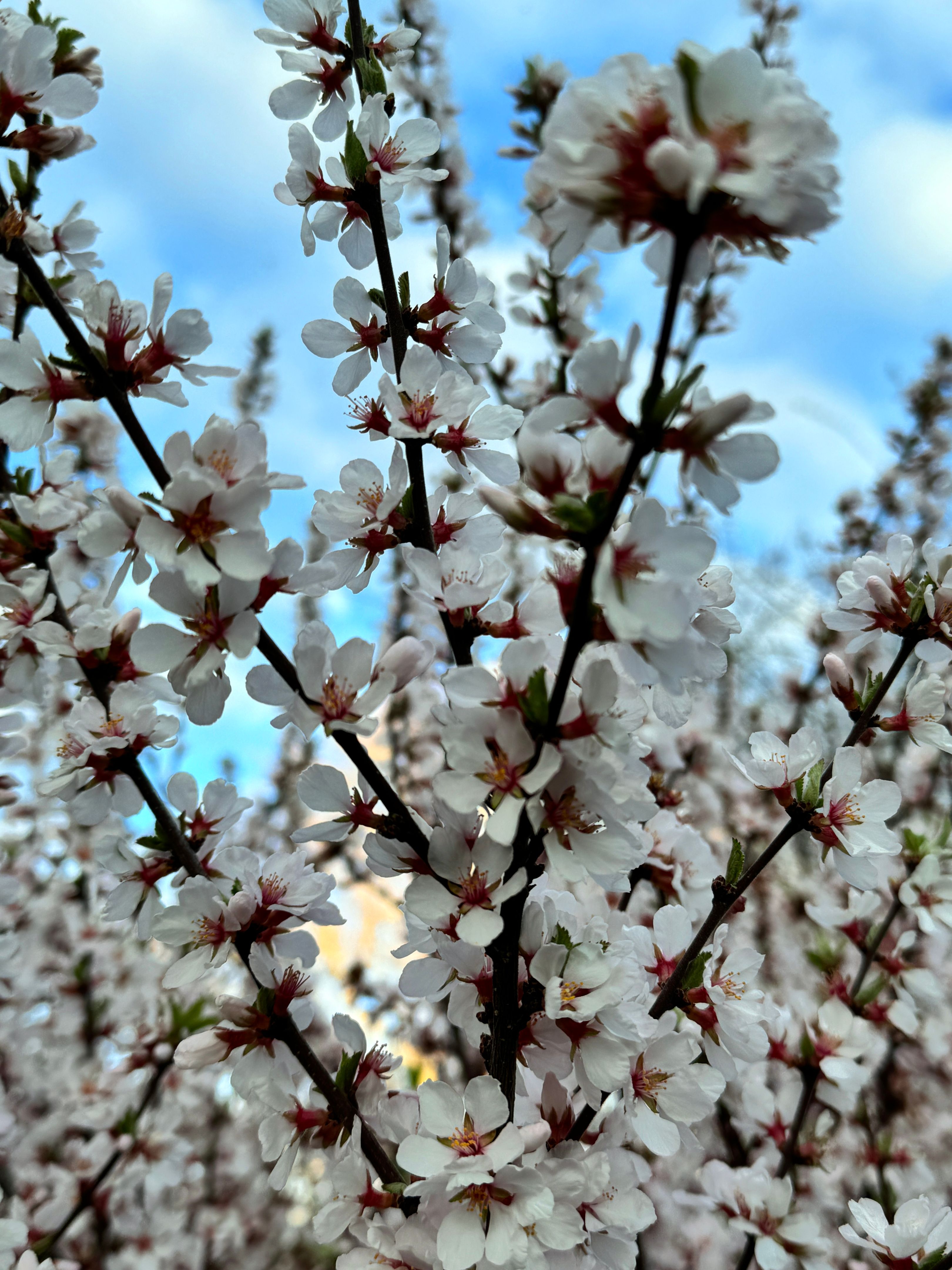 cherry blossom timing