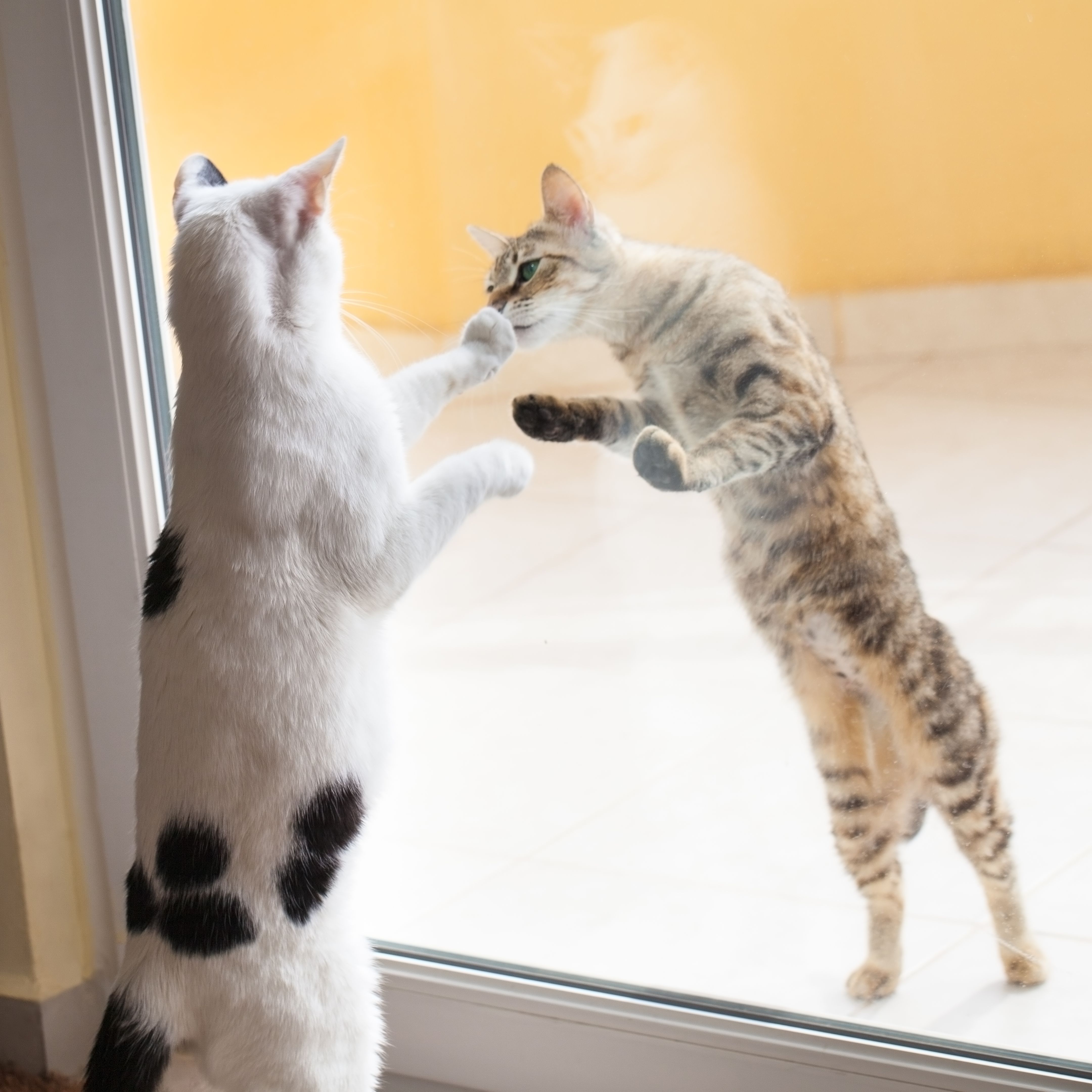 Two domestic cat separated by window Two domestic cat separated by window
