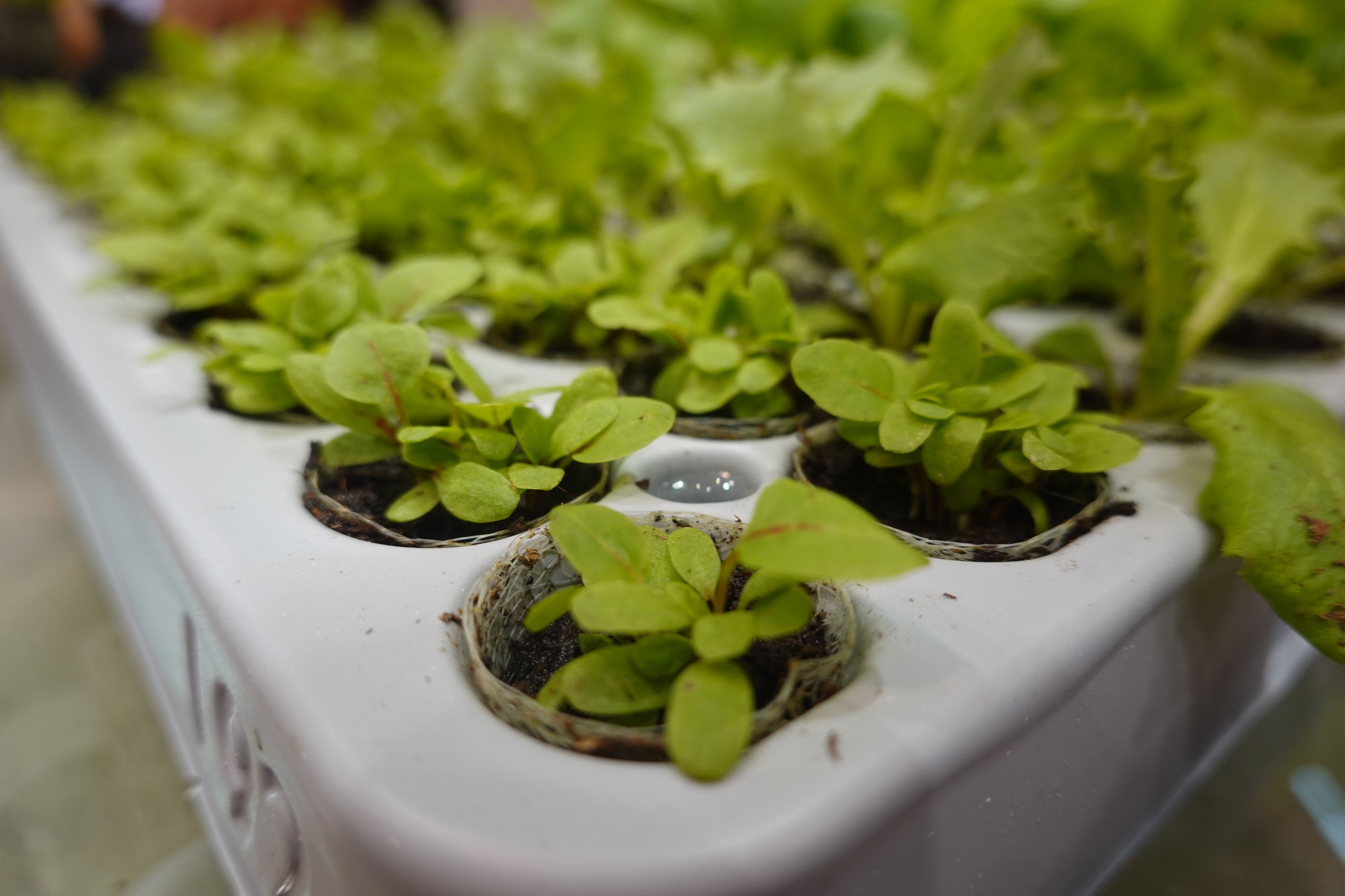 Small seedlings growing in hydroponic system Small seedlings growing in hydroponic system