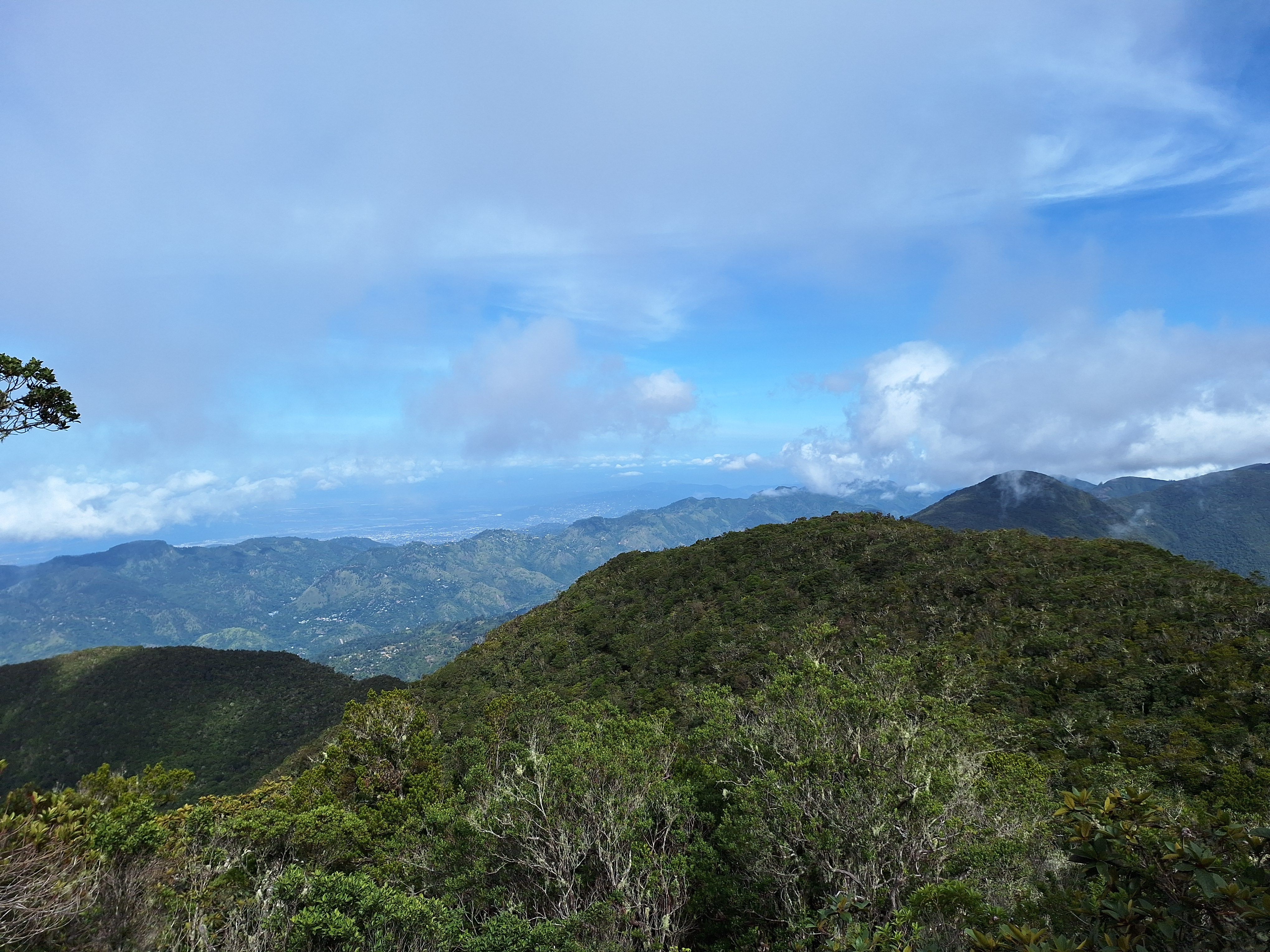 blue mountains jamaica